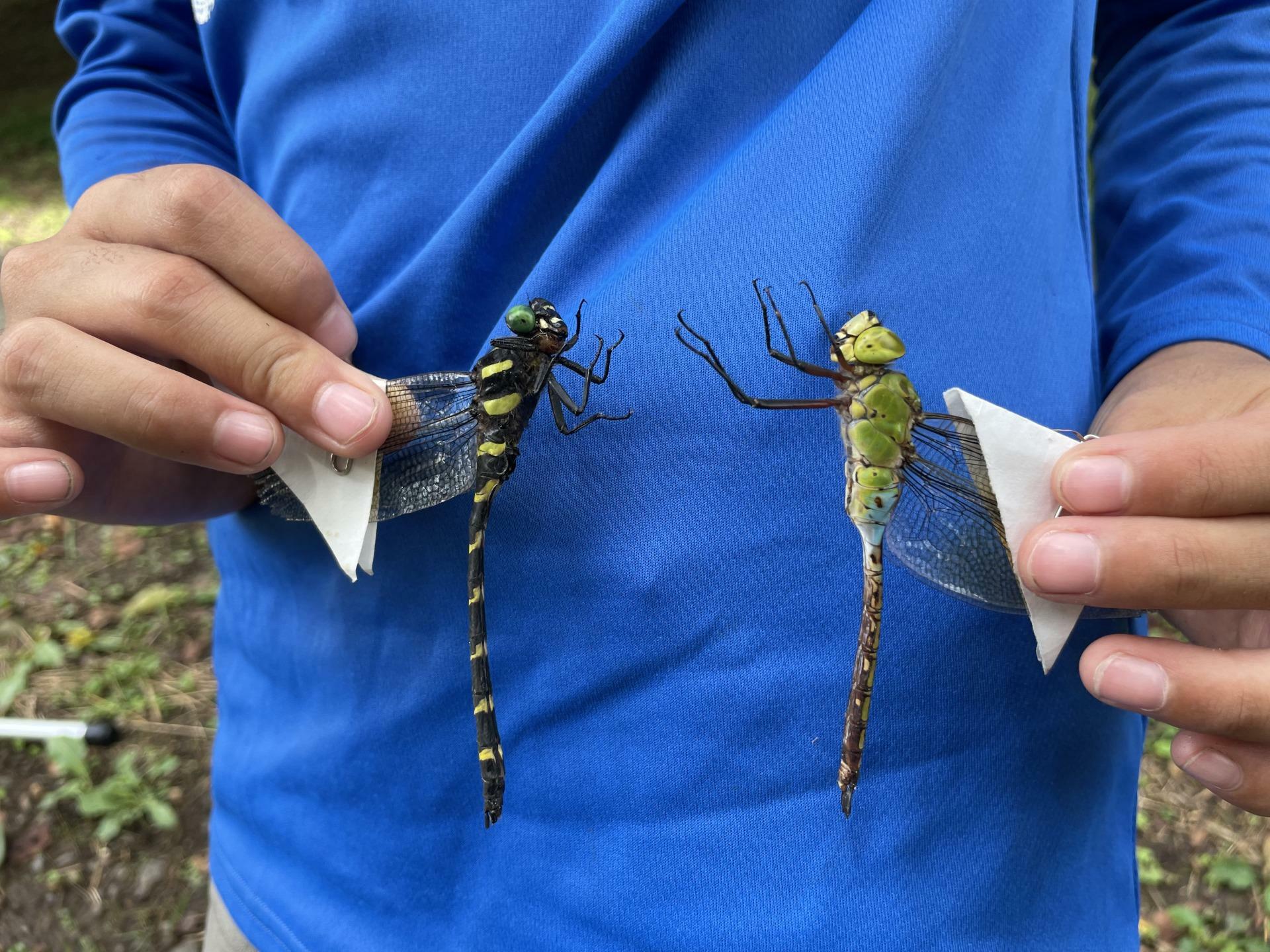 オニヤンマとギンヤンマ