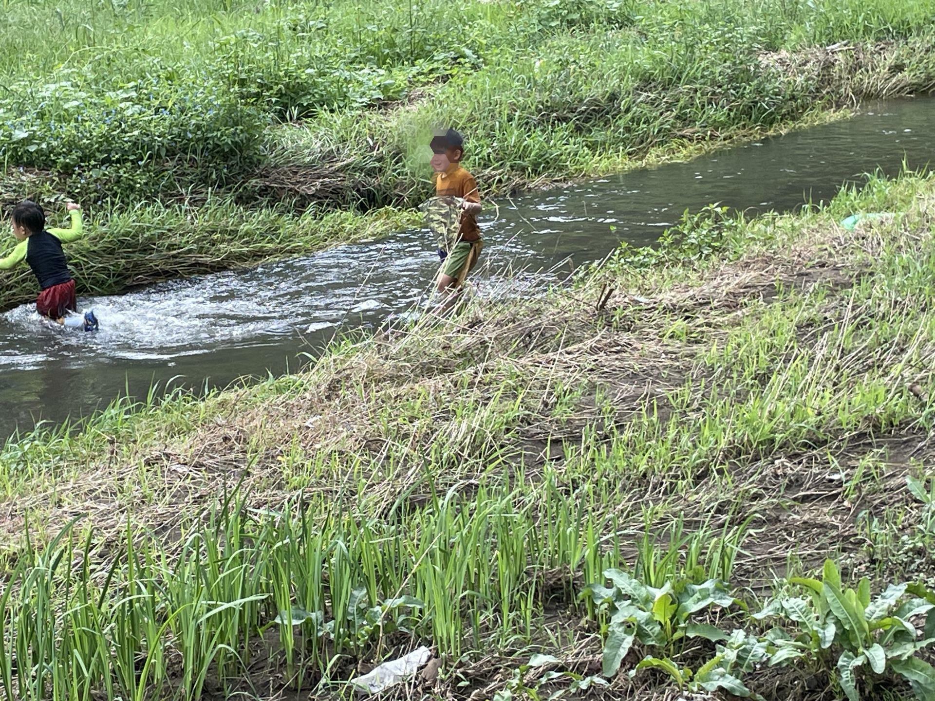 川でエビを捕まえている子供たち