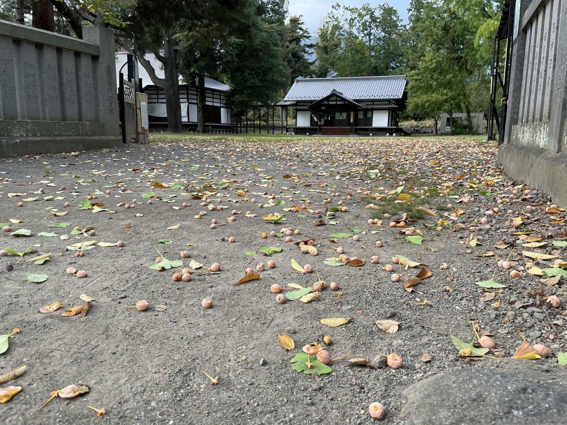 上田招魂社の銀杏