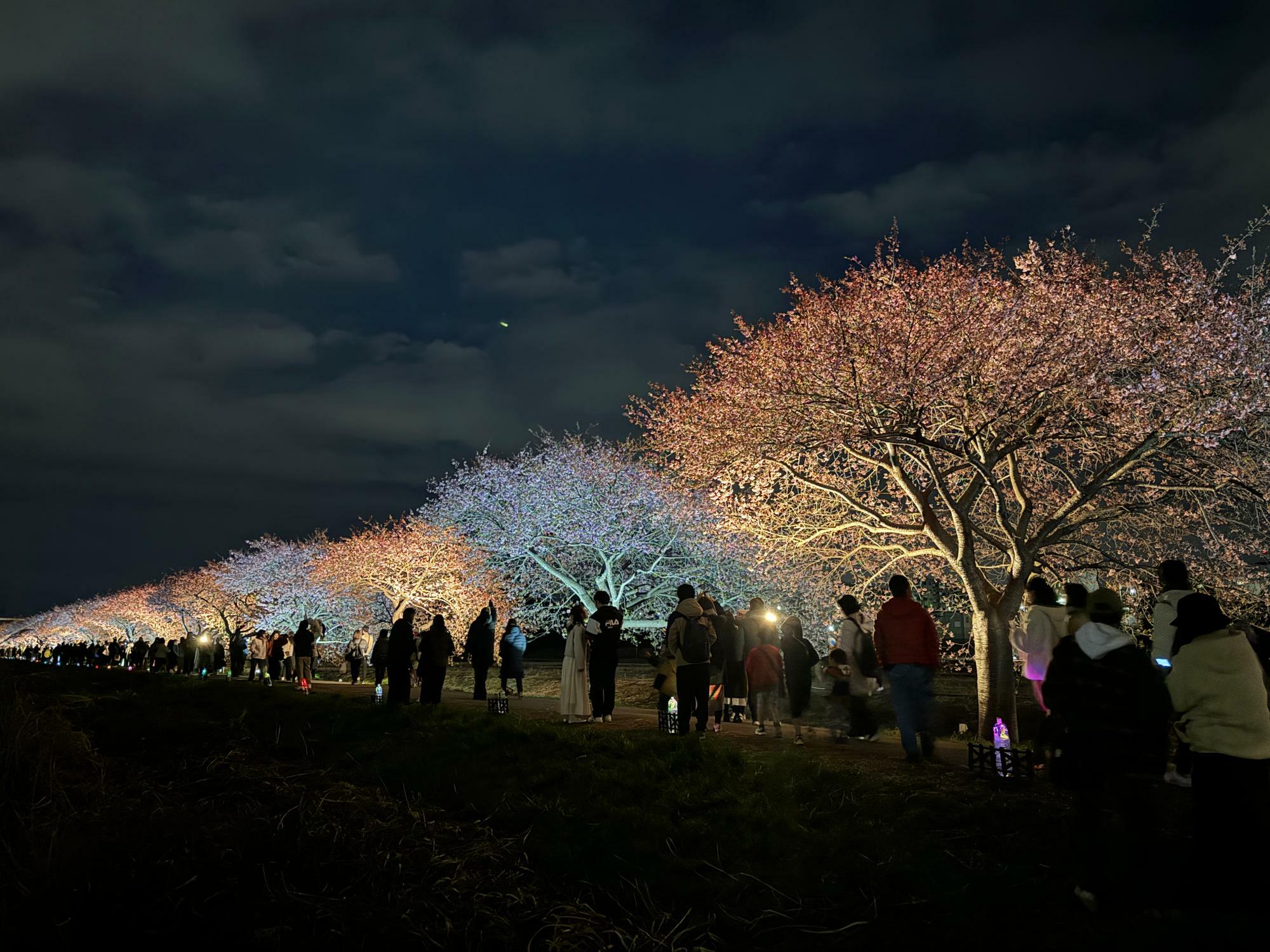 河津桜のライトアップさくら並木