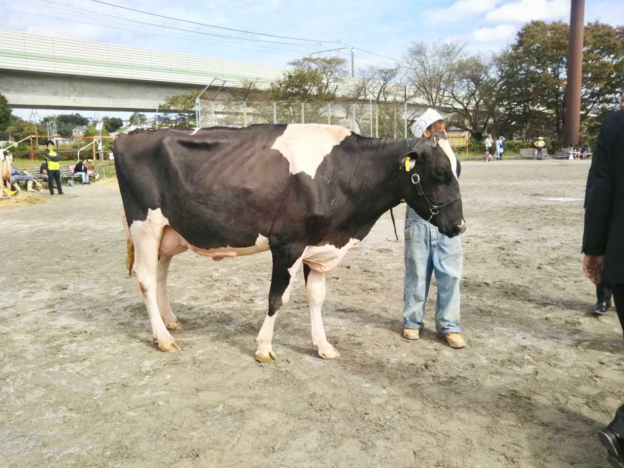 ※画像提供：乳牛共進会（画像は昨年の様子）