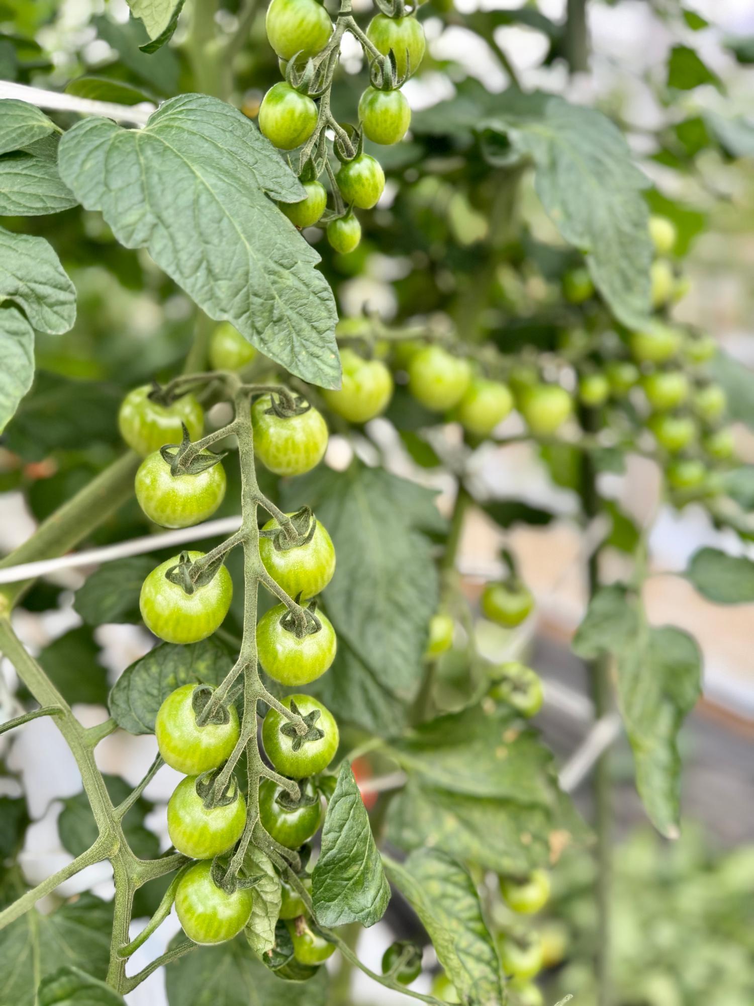 楓ハードメイプル虎斑杢　蘇芳染めミニ食蘢 mini bonsai | toumei online store