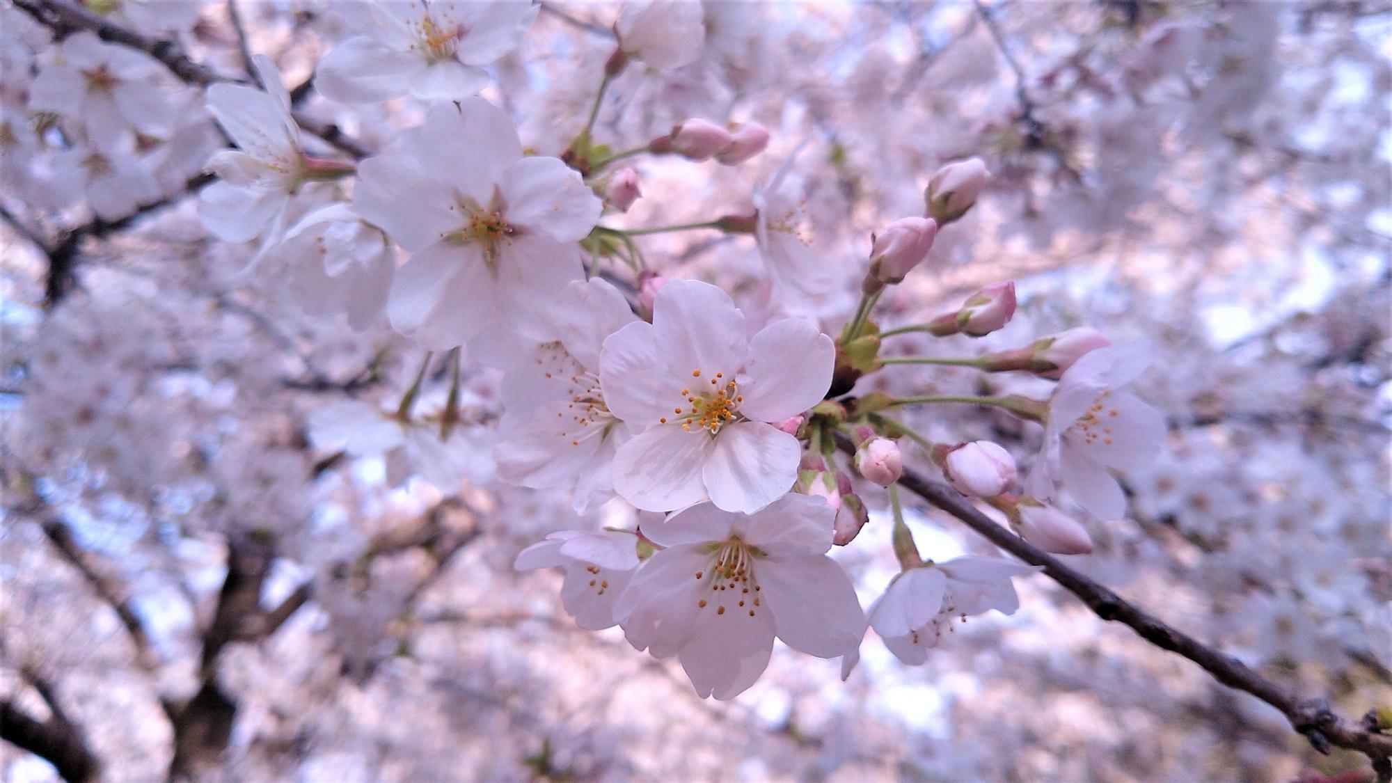 まだまだ寒いけど、あと1か月半ほどで桜開花の時期