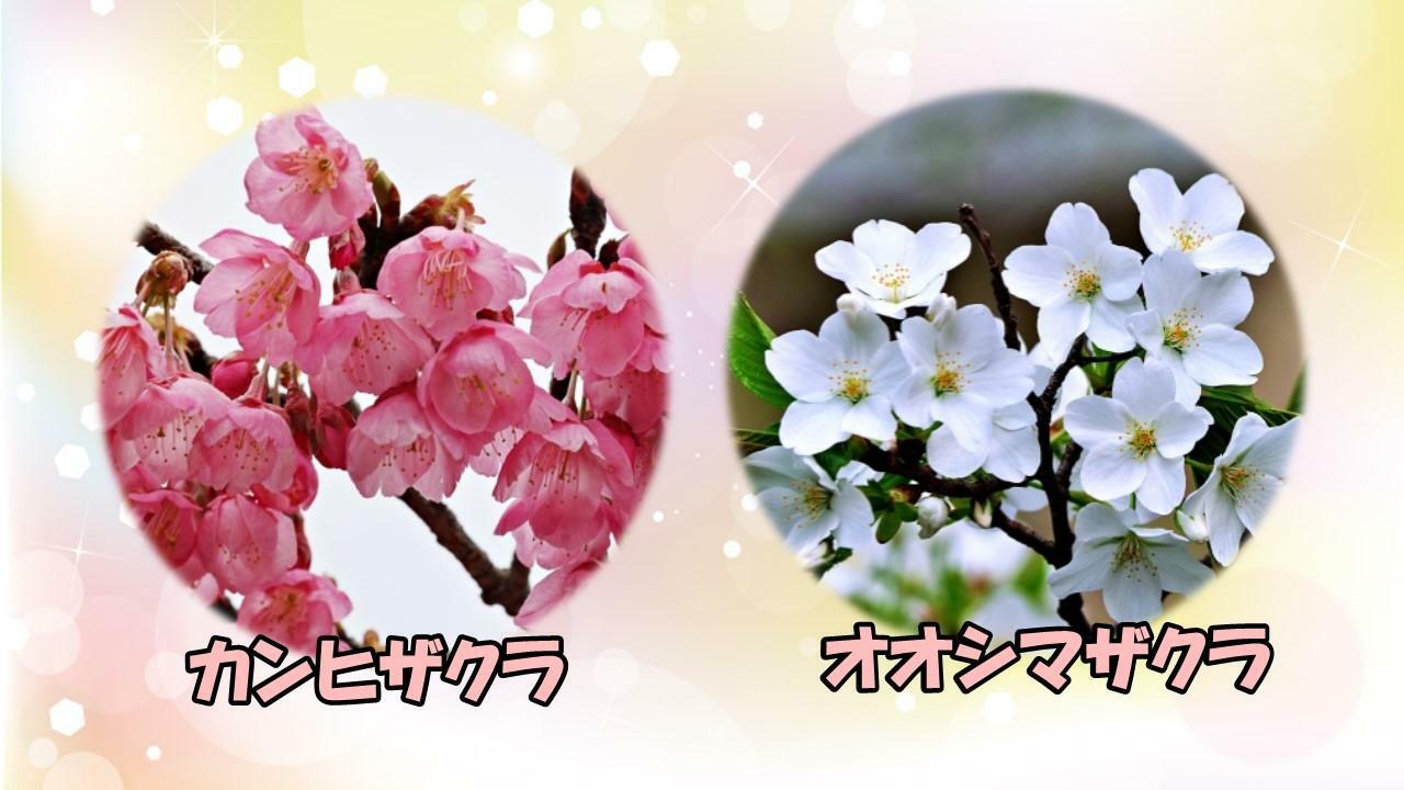 河津桜の両親と考えられているカンヒザクラとオオシマザクラ