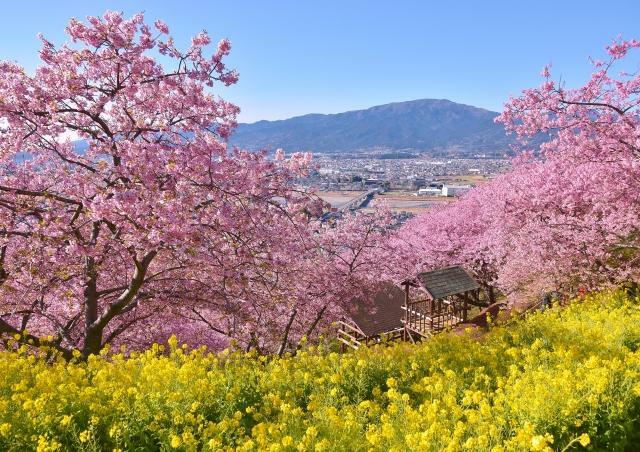 河津桜と菜の花が満開の松田山ハーブガーデン（過去の様子）