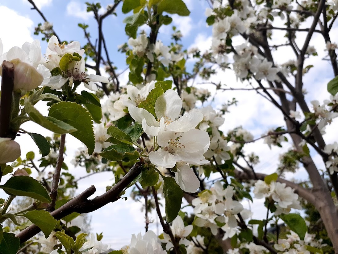 「わらびりんご」の白い花