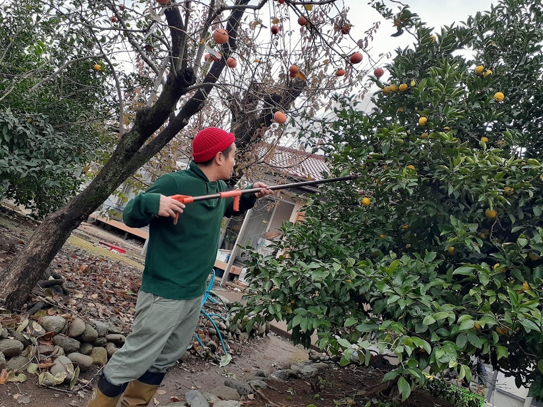 柚子を収穫する「GROW BREW HOUSE」醸造長の岩立佳泰さん