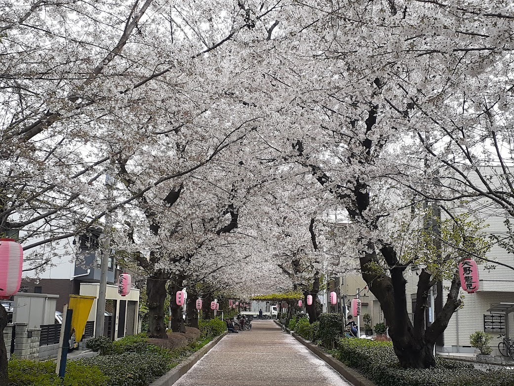 南町桜並木遊歩道（2023年3月27日撮影）