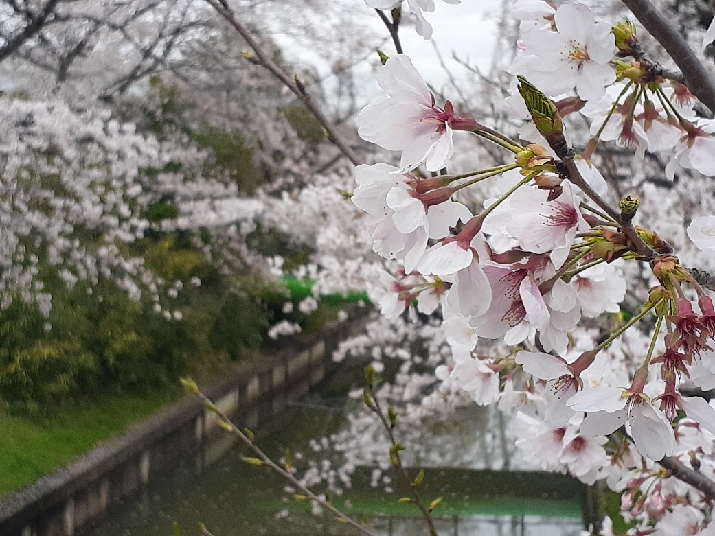 美笹の桜（2023年3月27日撮影）