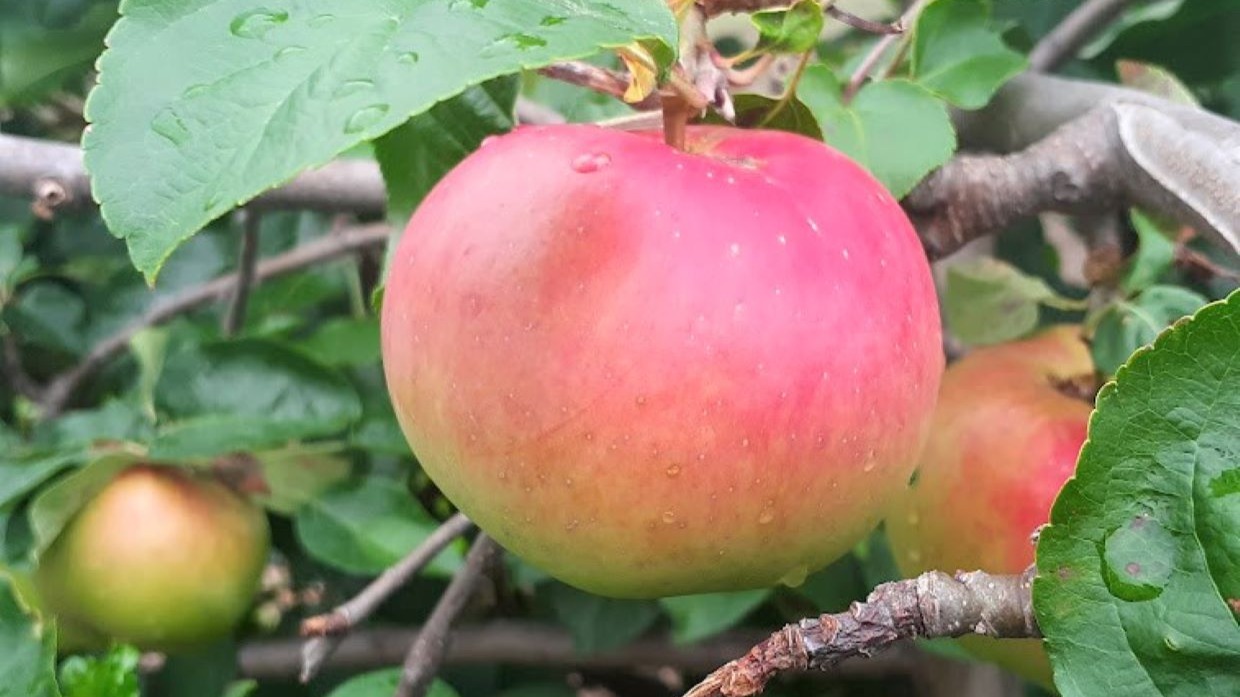 蕨市】わらびりんごを無駄なく活用！ 「サステなリンゴプロジェクト