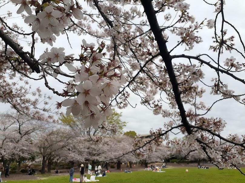 「蕨市民公園」の桜（2023年春）