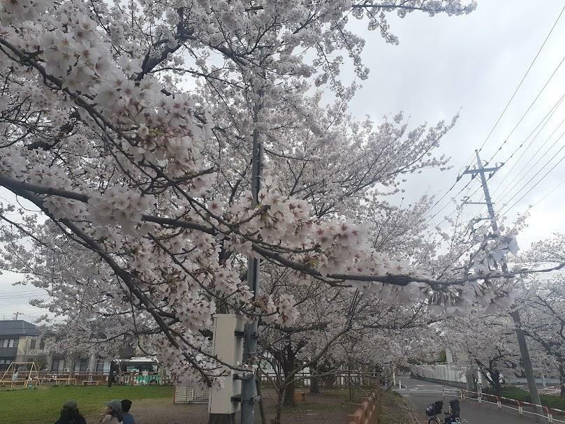 「郷南公園」の桜（2023年春）