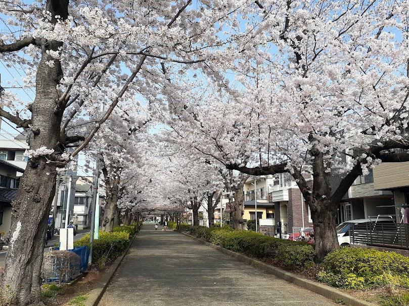 「南町桜並木遊歩道」の桜（2022年春）