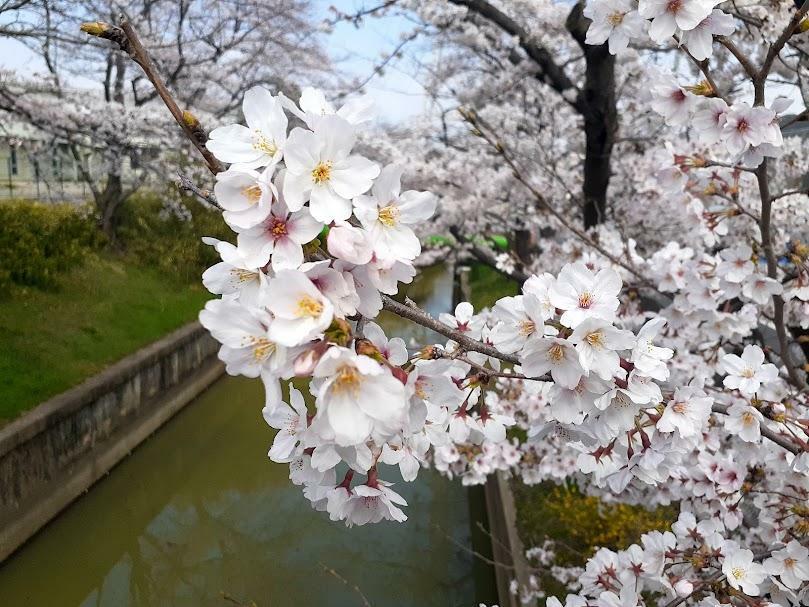 美笹の桜（2023年春）