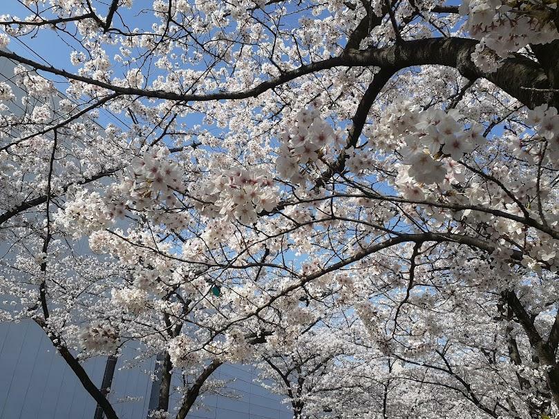 新曽南の桜（2023年春）