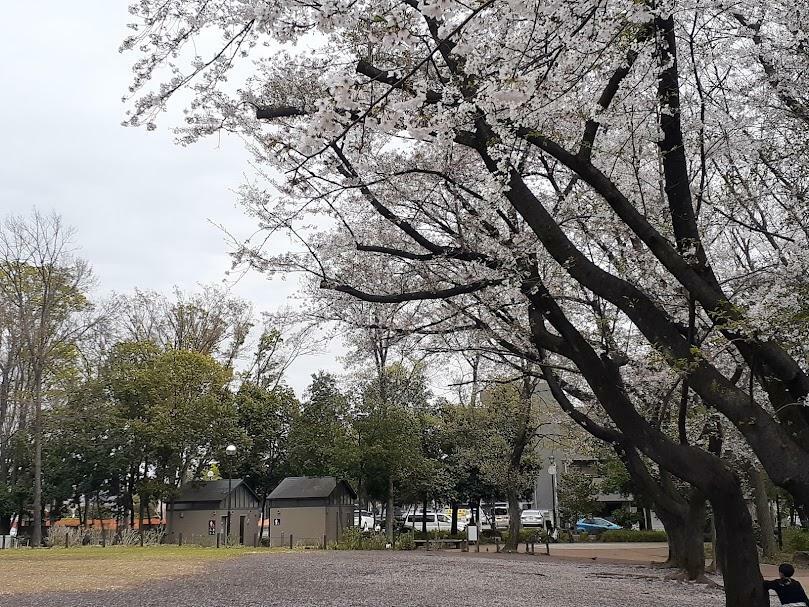 「後谷公園」の桜（2023年春）