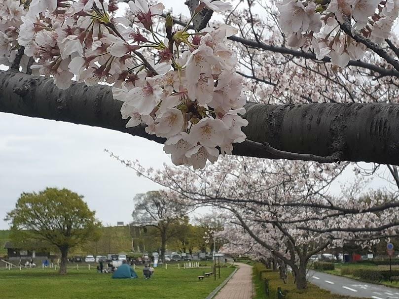 「彩湖・道満グリーンパーク」の桜（2023年春）