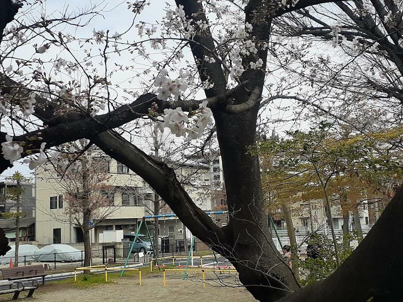 「大荒田交通公園」の桜