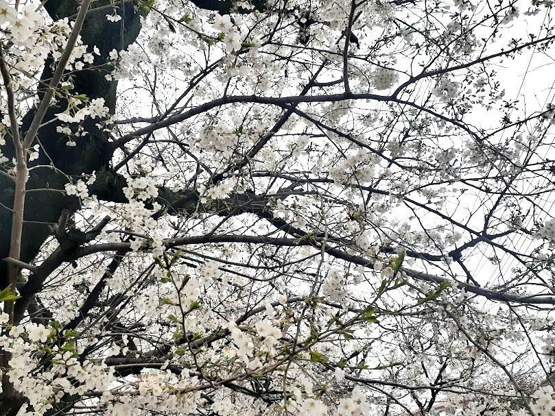 見頃を迎えた「蕨の森」の桜