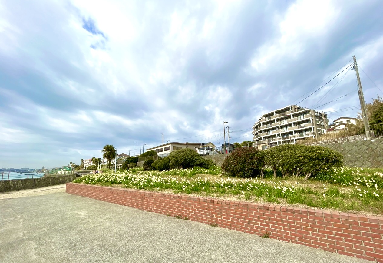 横須賀市】今こそ行ってほしい！水仙ロード☆芳醇な甘〜い香りと春の海