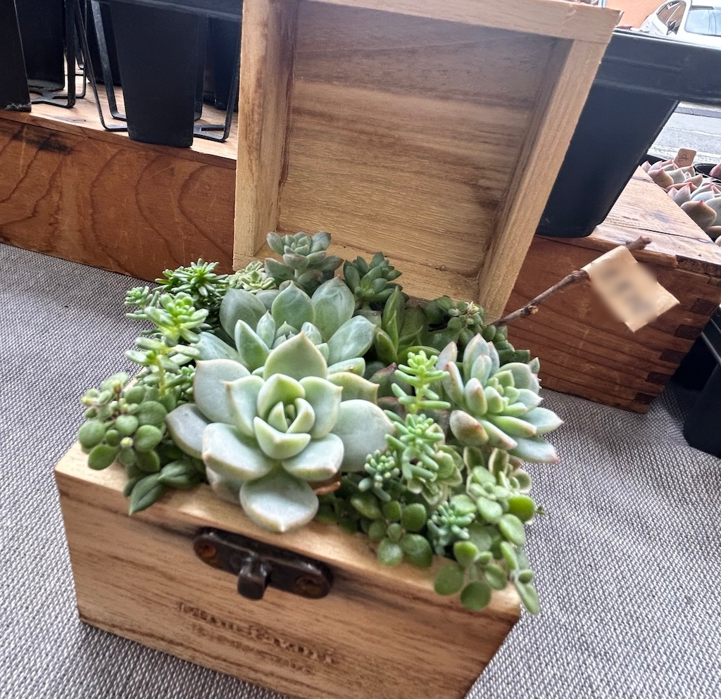 横須賀市】京急長沢徒歩3分☆ずっと見ていていたい癒しの多肉植物の