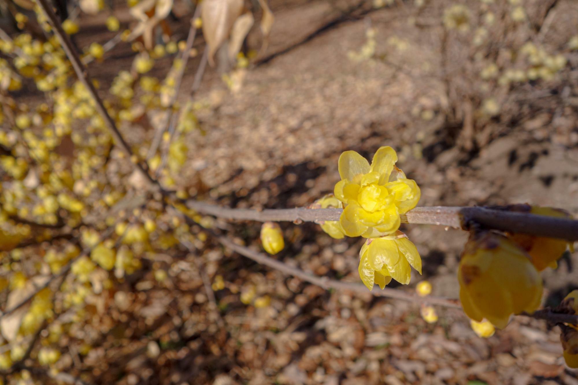 花の中心部まで黄色いソシンロウバイ