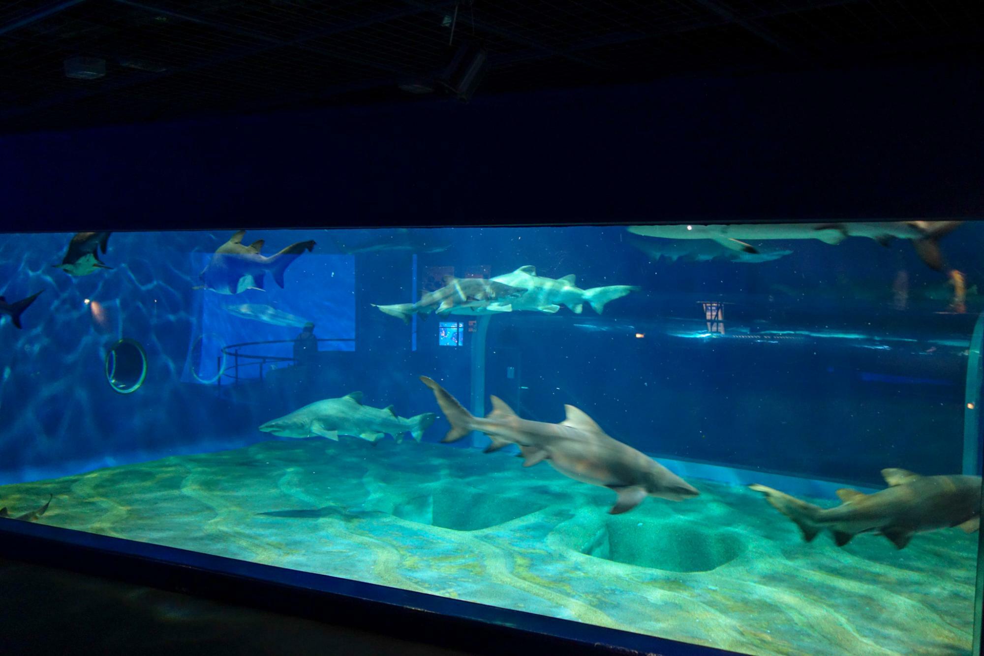 “サメの海1”水槽：シロワニやクロヘリメジロザメ、レモンザメ、ナースシャーク