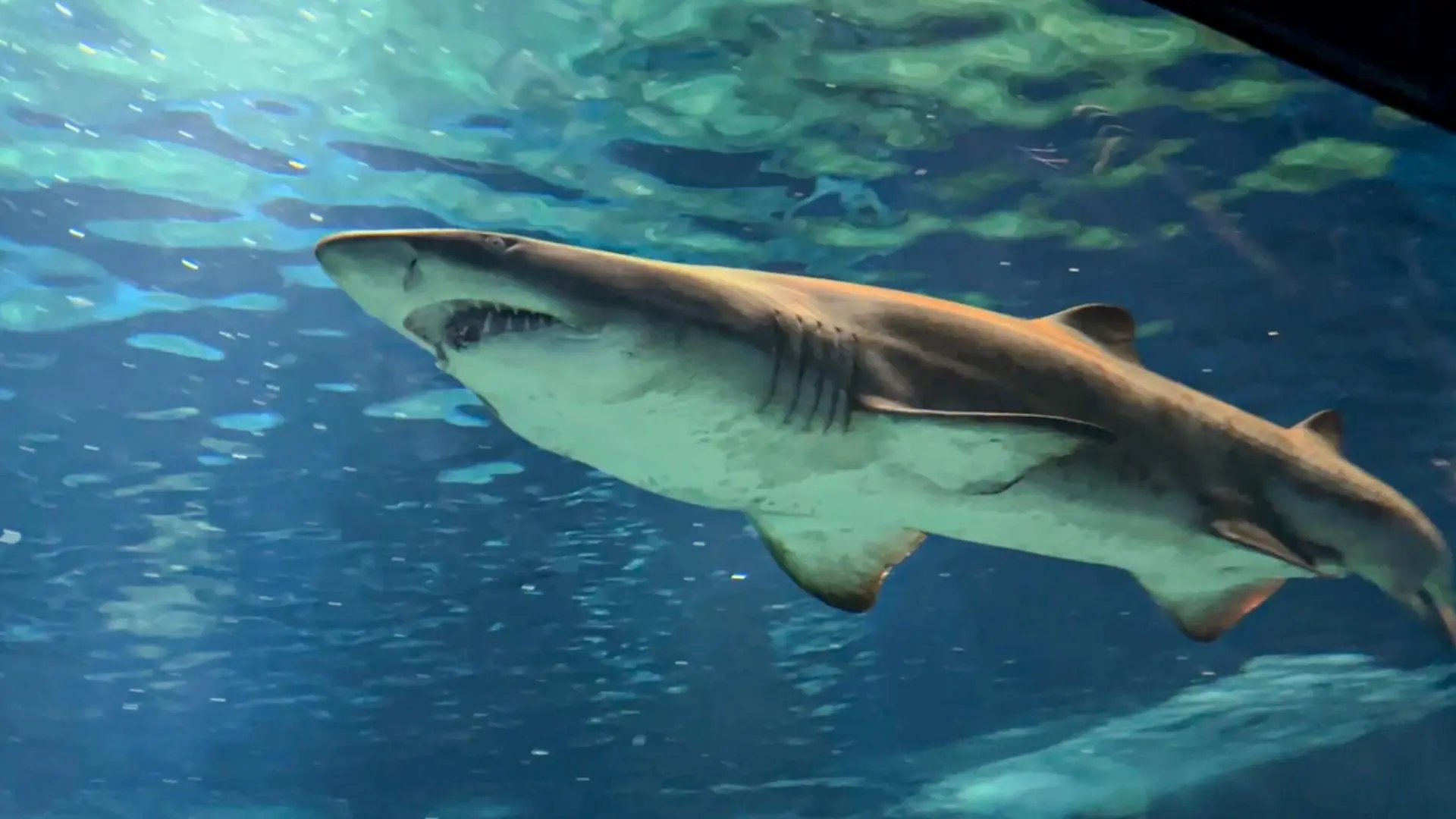 大洗町】サメの飼育種類数が日本一の水族館｜アクアワールド・大洗（さつきうみ） - エキスパート - Yahoo!ニュース