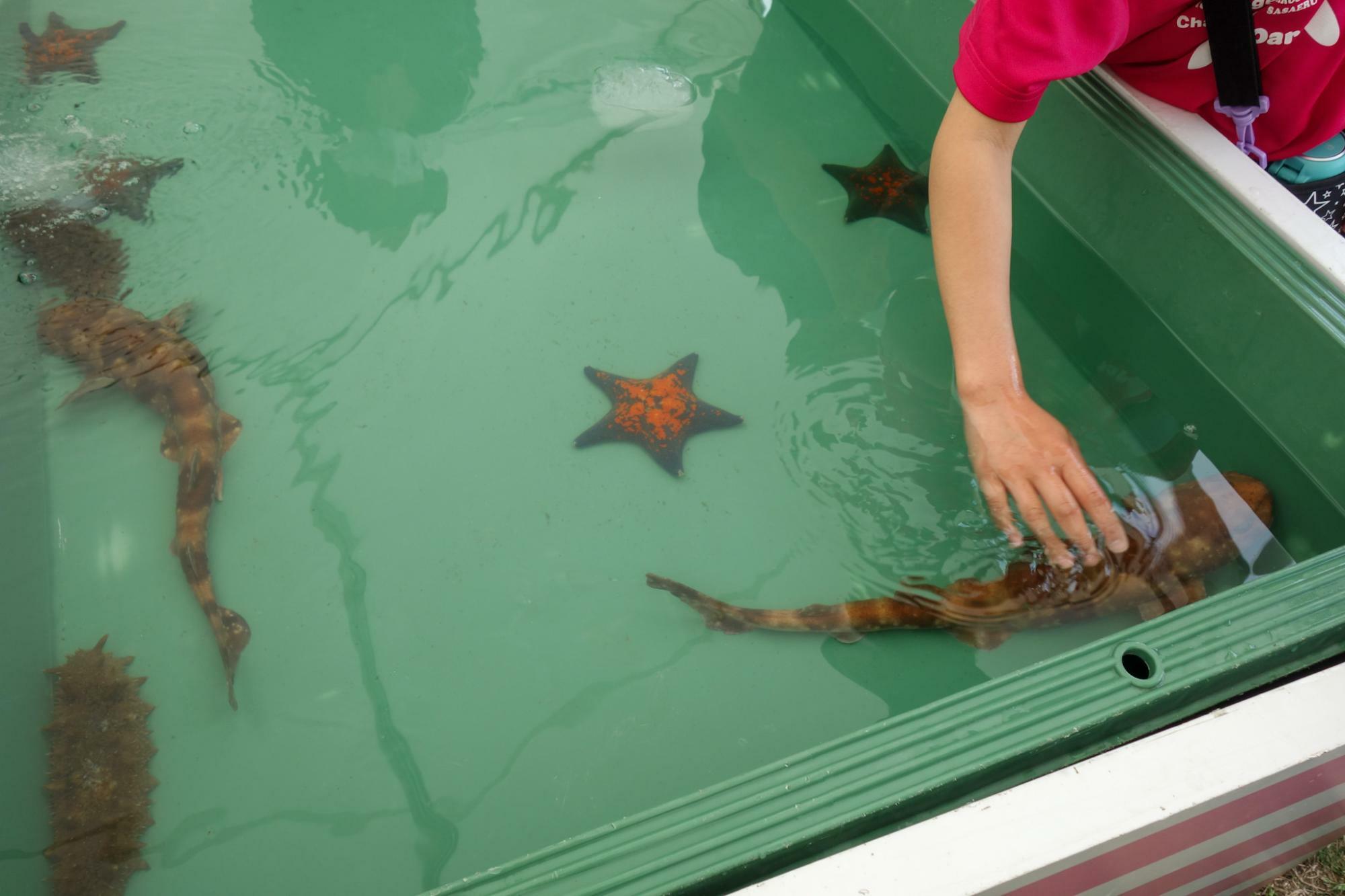 アクアワールド茨城県大洗水族館のタッチングプール