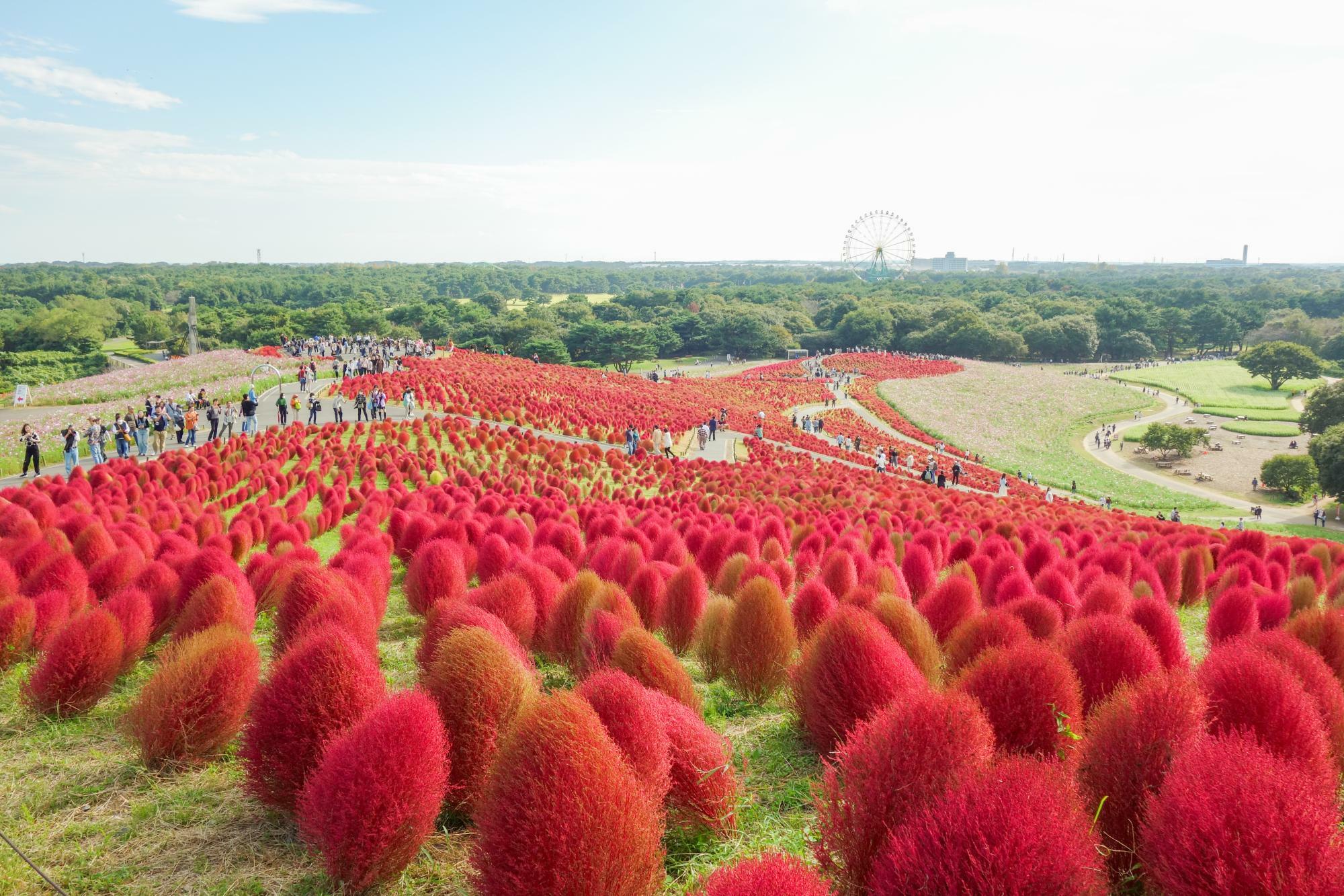 紅葉（2023年10月20日撮影）