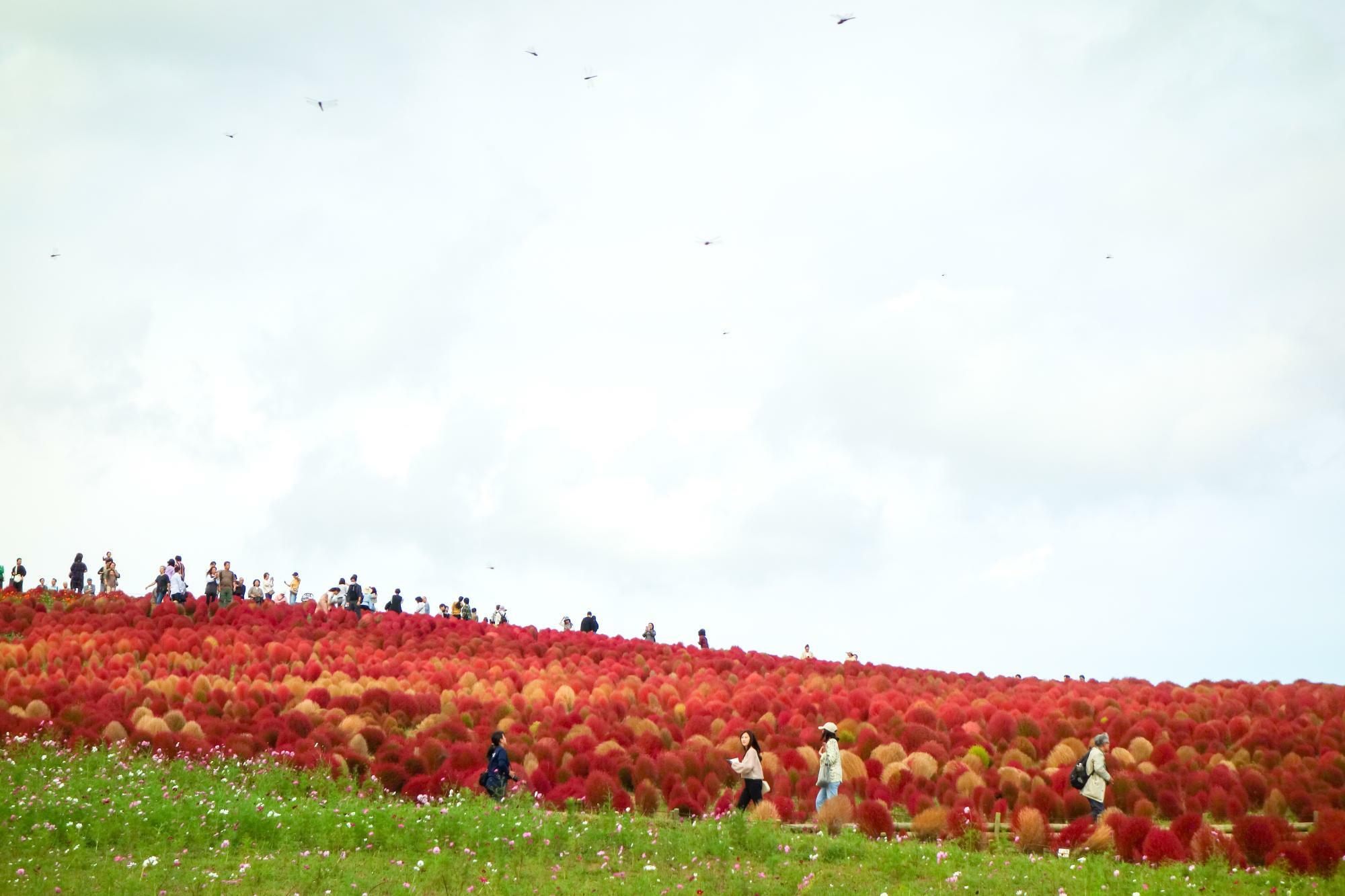 紅葉と黄金色のグラデーション（2023年10月20日撮影）