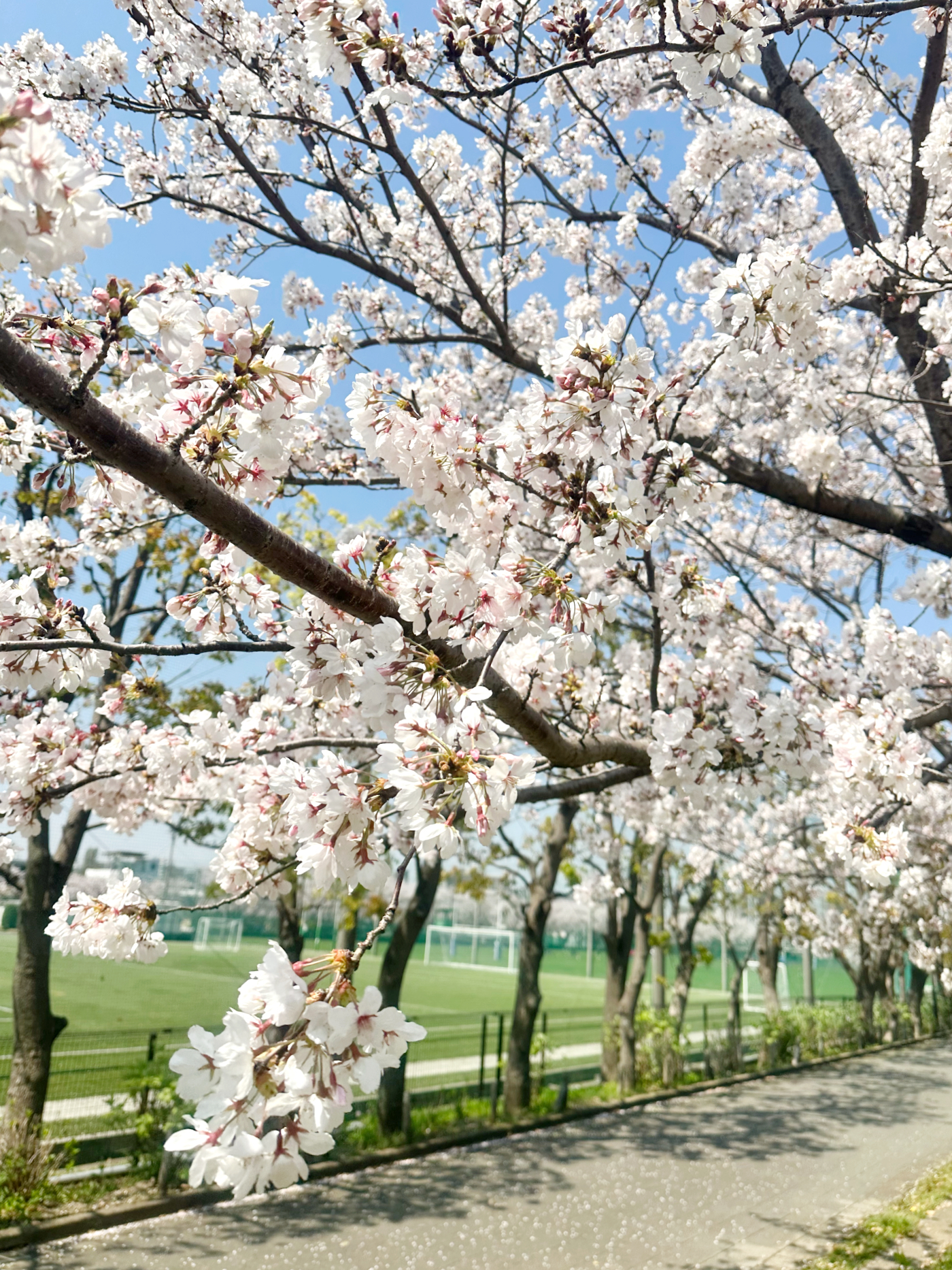 通路側の桜の花道もすてきです
