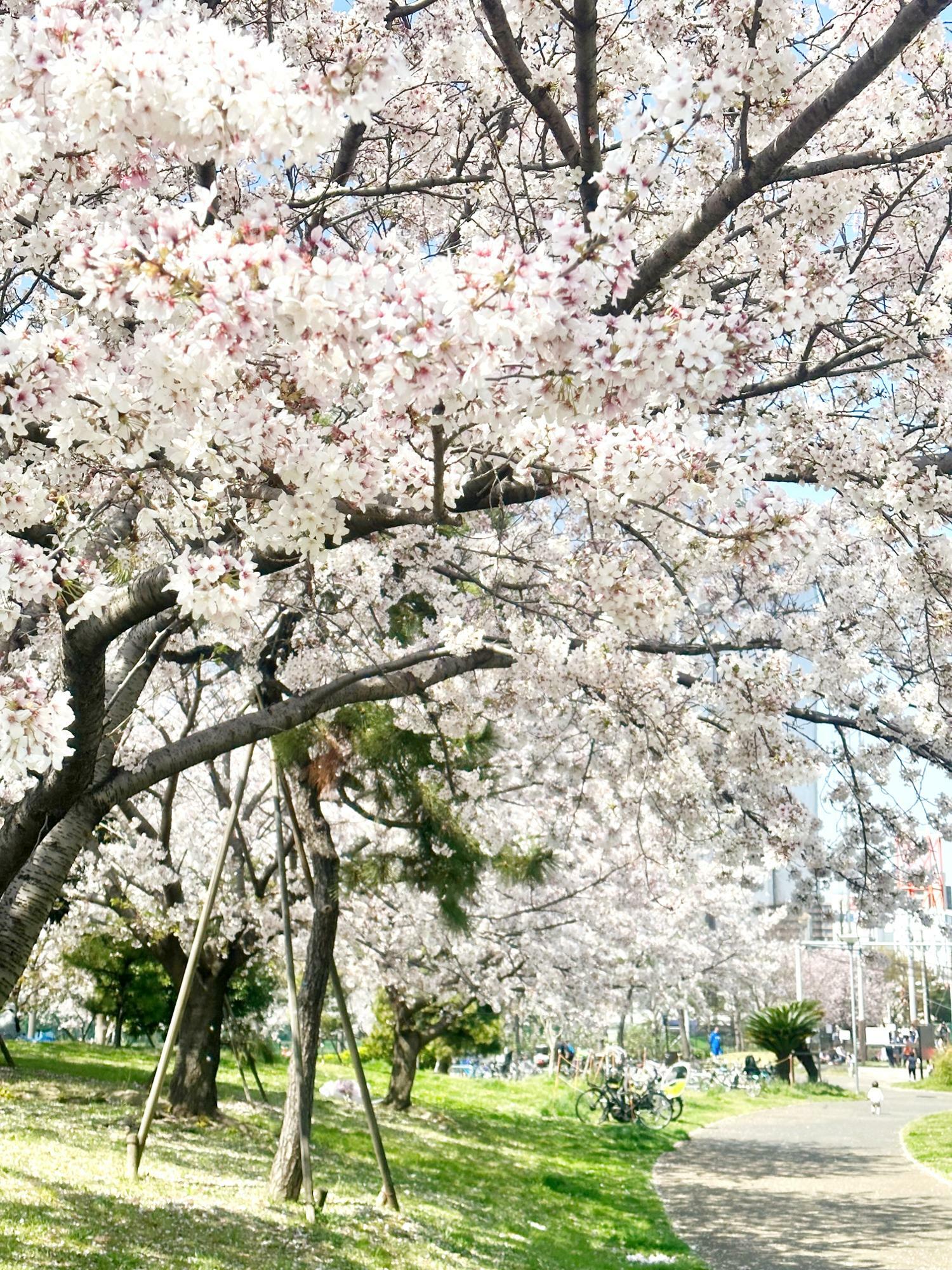 実際に見ると本当にきれいな桜並木です