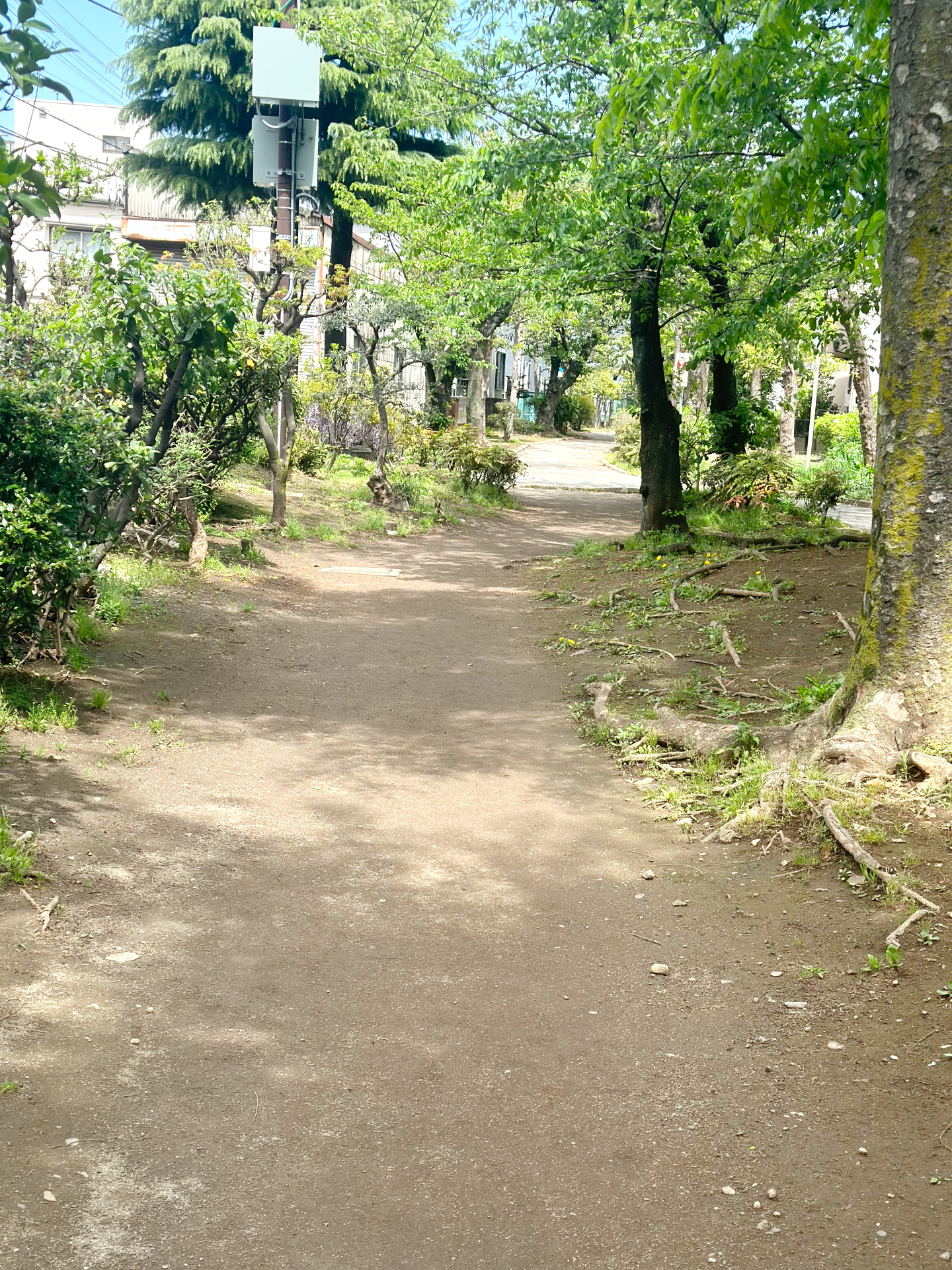 藤棚は旧呑川緑地公園の中央部分で、その先にもまだ道が続いています