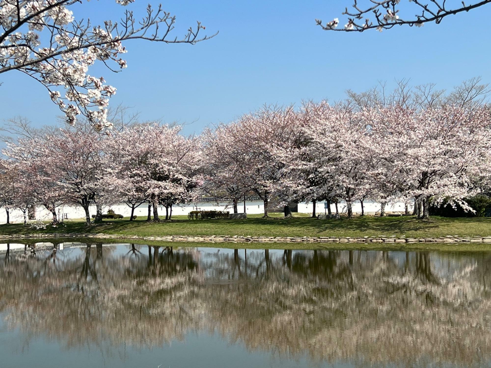 赤穂城二ノ丸公園の花見広場の桜