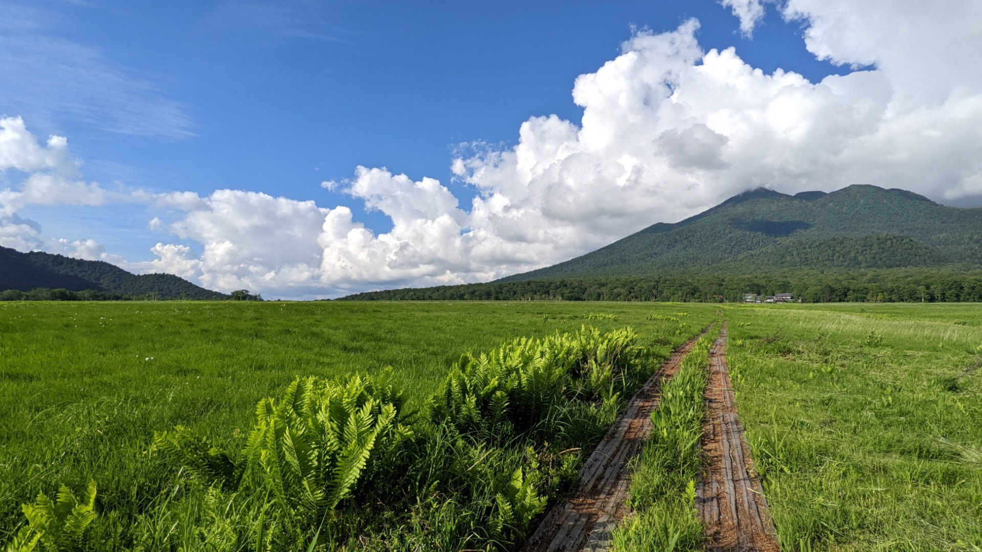 夏のお出かけウォーキング 一度は行きたい夏の尾瀬 大自然が作る絶景の