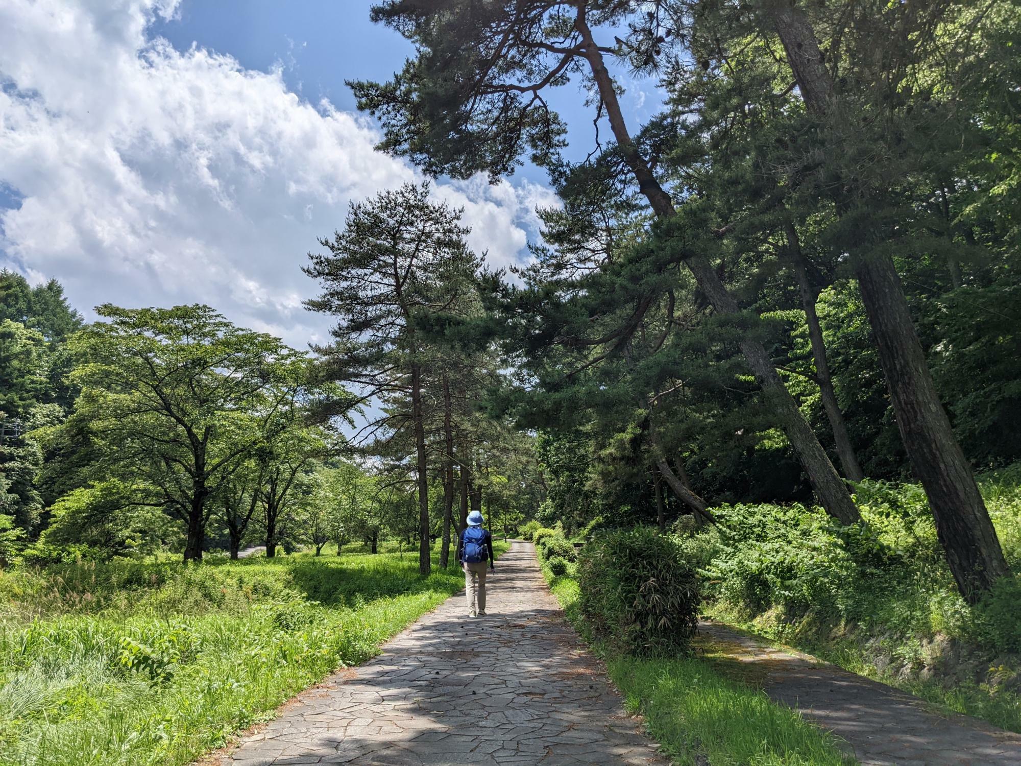 旧中山道歩き　笠取峠の松並木