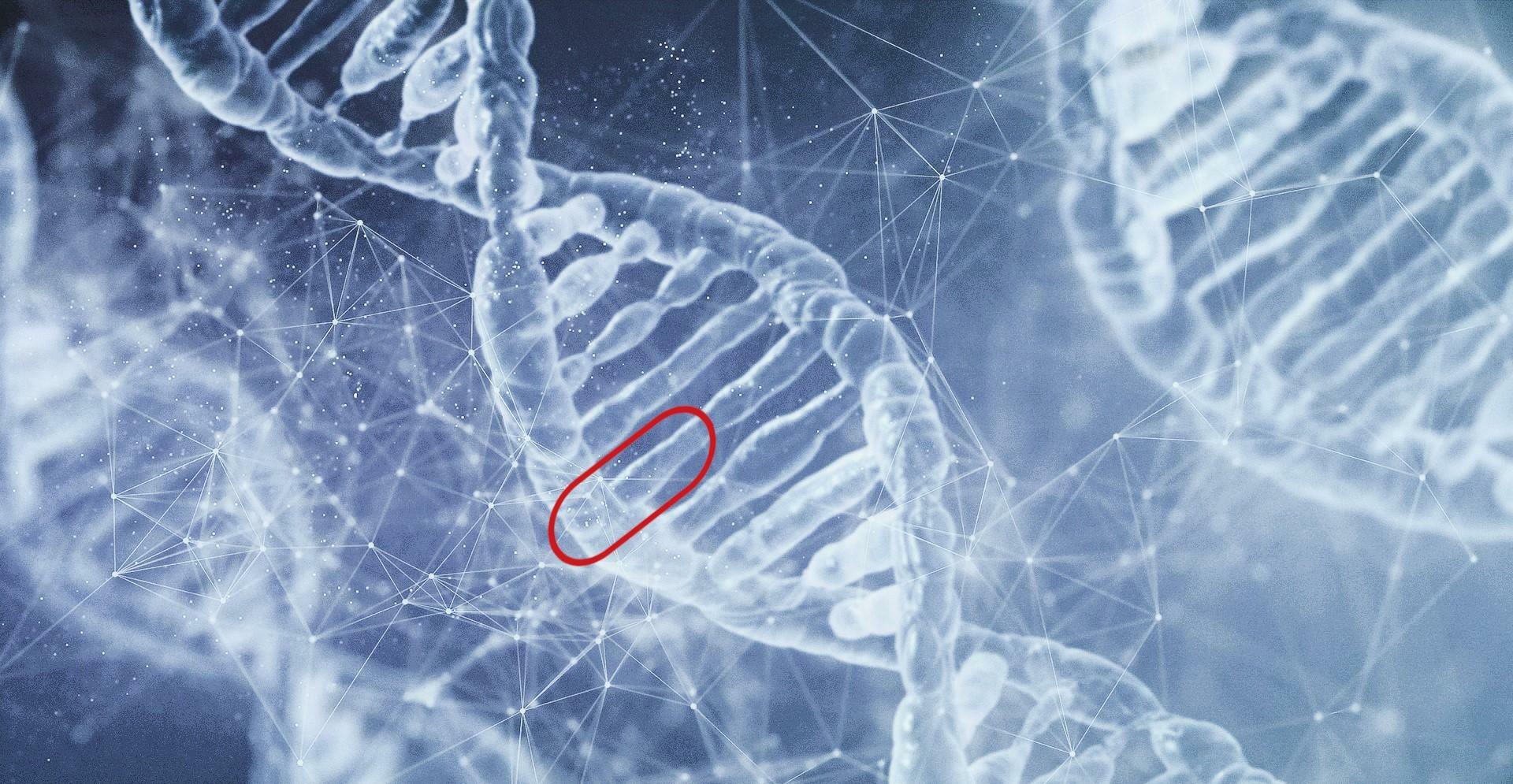 DNAのイメージ図。赤い印がA、T、G、Cの1文字分のDNAで、縦方向に長く繋がっている。隣には対応する形のDNAがくっついていて（AとT、CとGがくっつく）、二重螺旋構造をしている