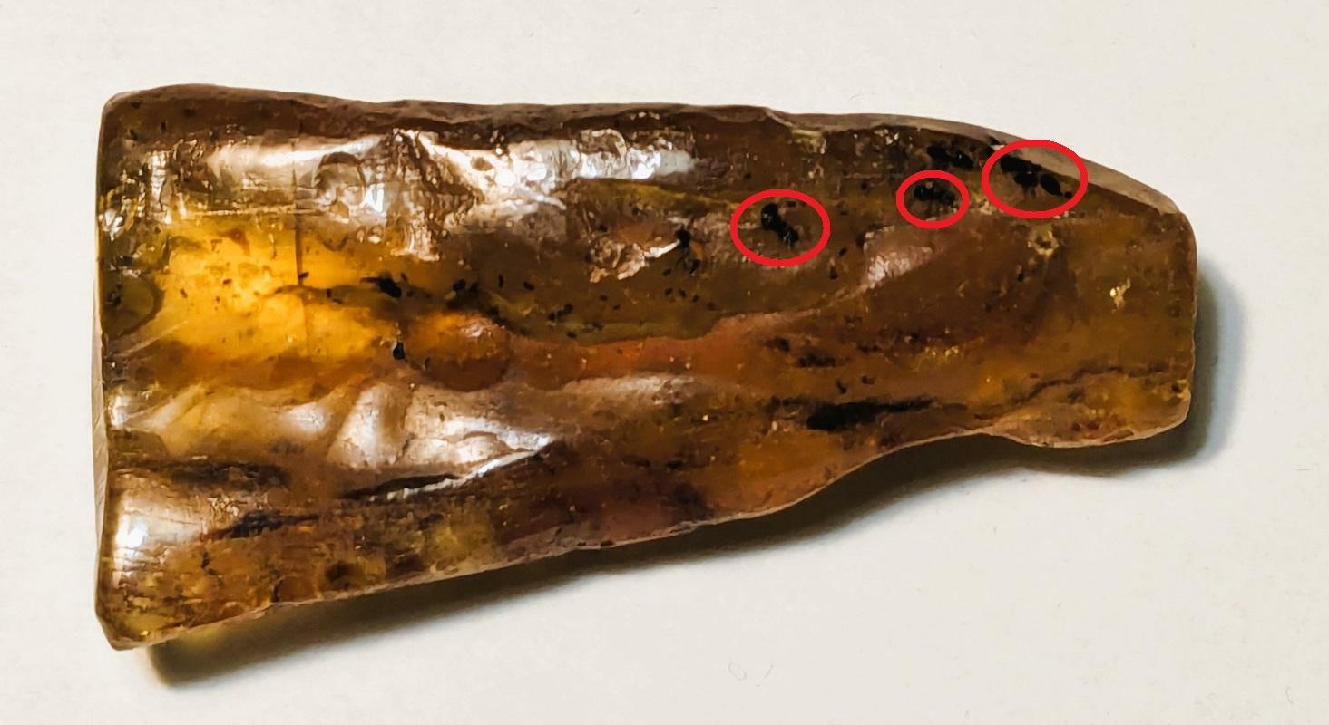 虫入りの琥珀（厳密にはコパール）。赤い印の辺りには昆虫らしき姿がある。虫眼鏡で見ると生々しいくらいにはっきりと形が残っているが、恐らくDNAは失われてしまっている