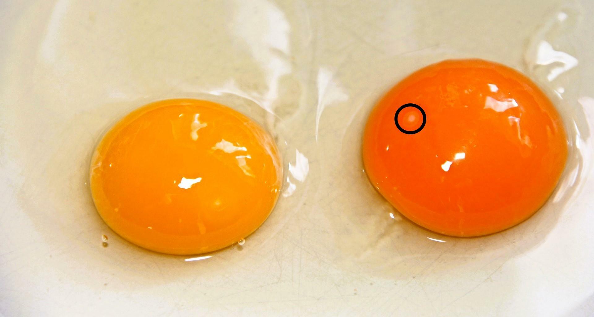 取り出した卵も黄身が破れなければ培養可能。丸印の胚の部分を入れ替えることで、恐竜を生み出せるかもしれない。あるいは、胚に恐竜の生殖細胞を注入しておく方法も考えられる