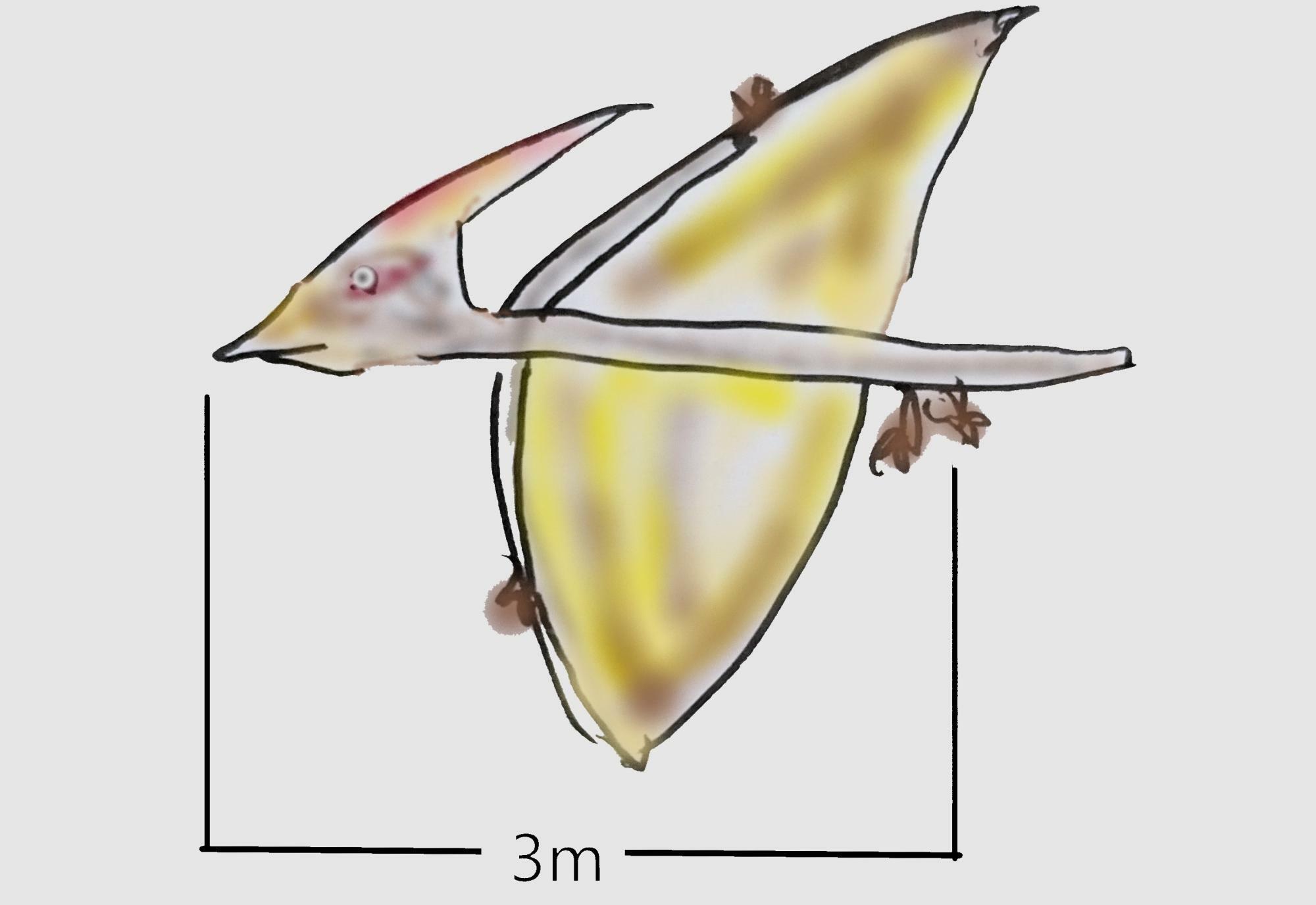 プテラノドンの体長を表す図