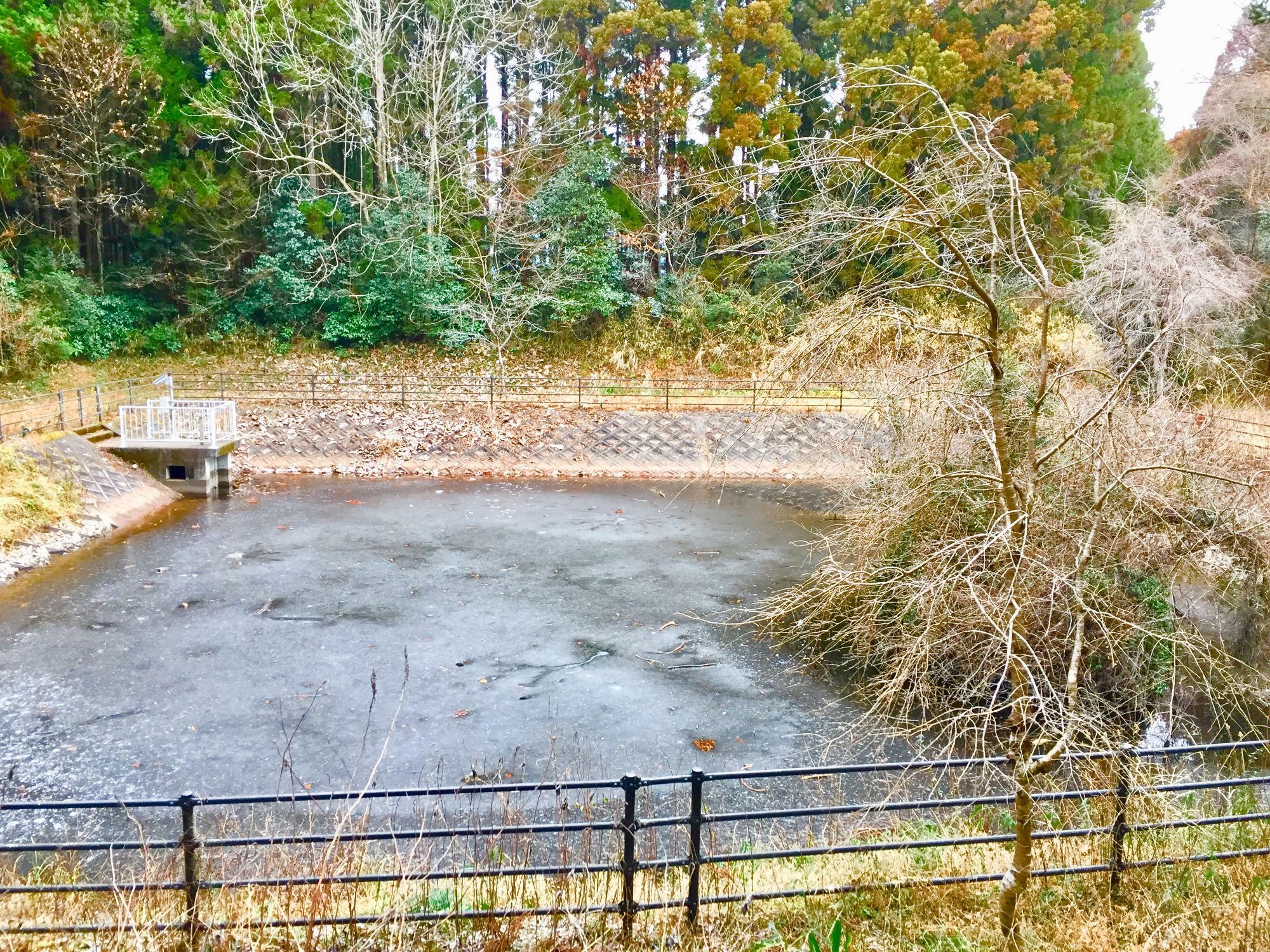 池面が凍っています。