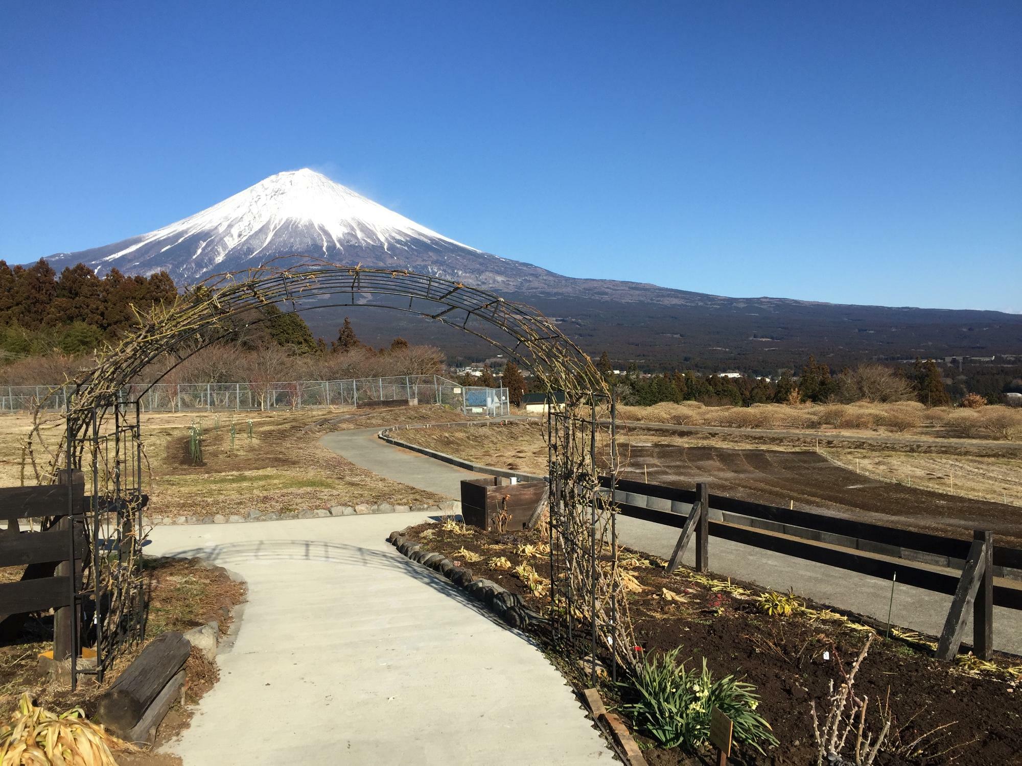 右側奥に見えるのがミツマタ畑です。