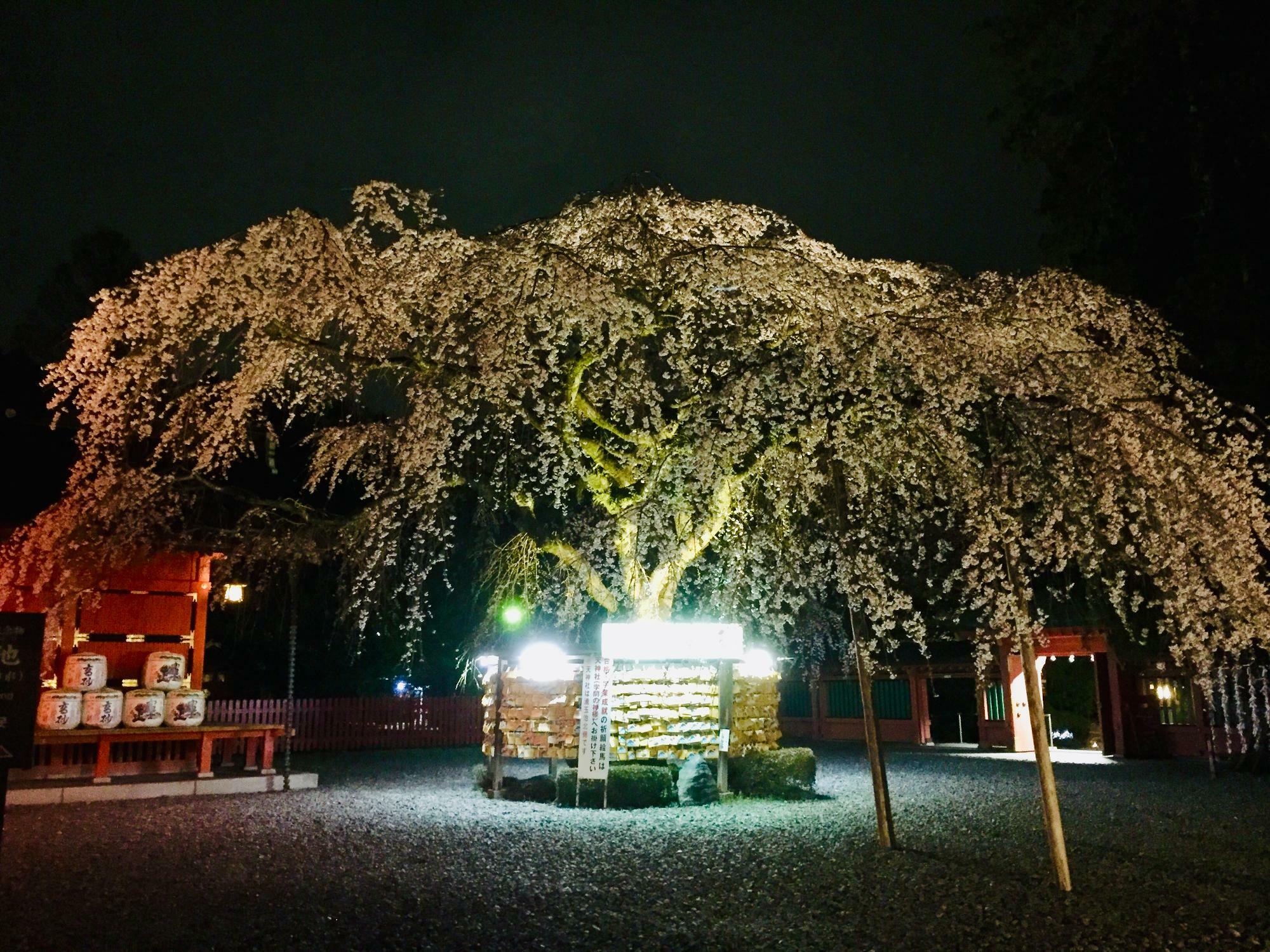 満開の枝垂桜！