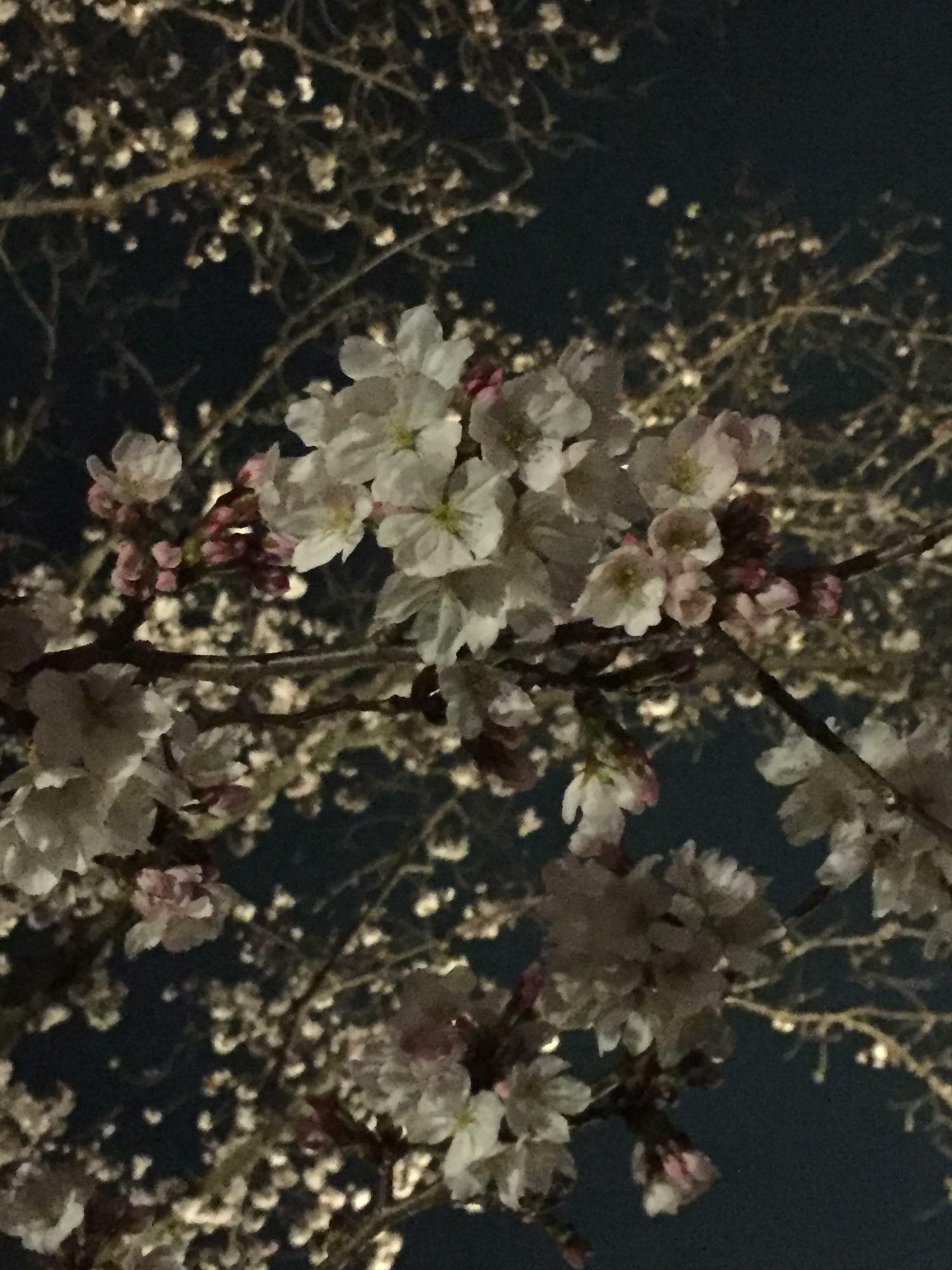 夜桜も風流ですよね。