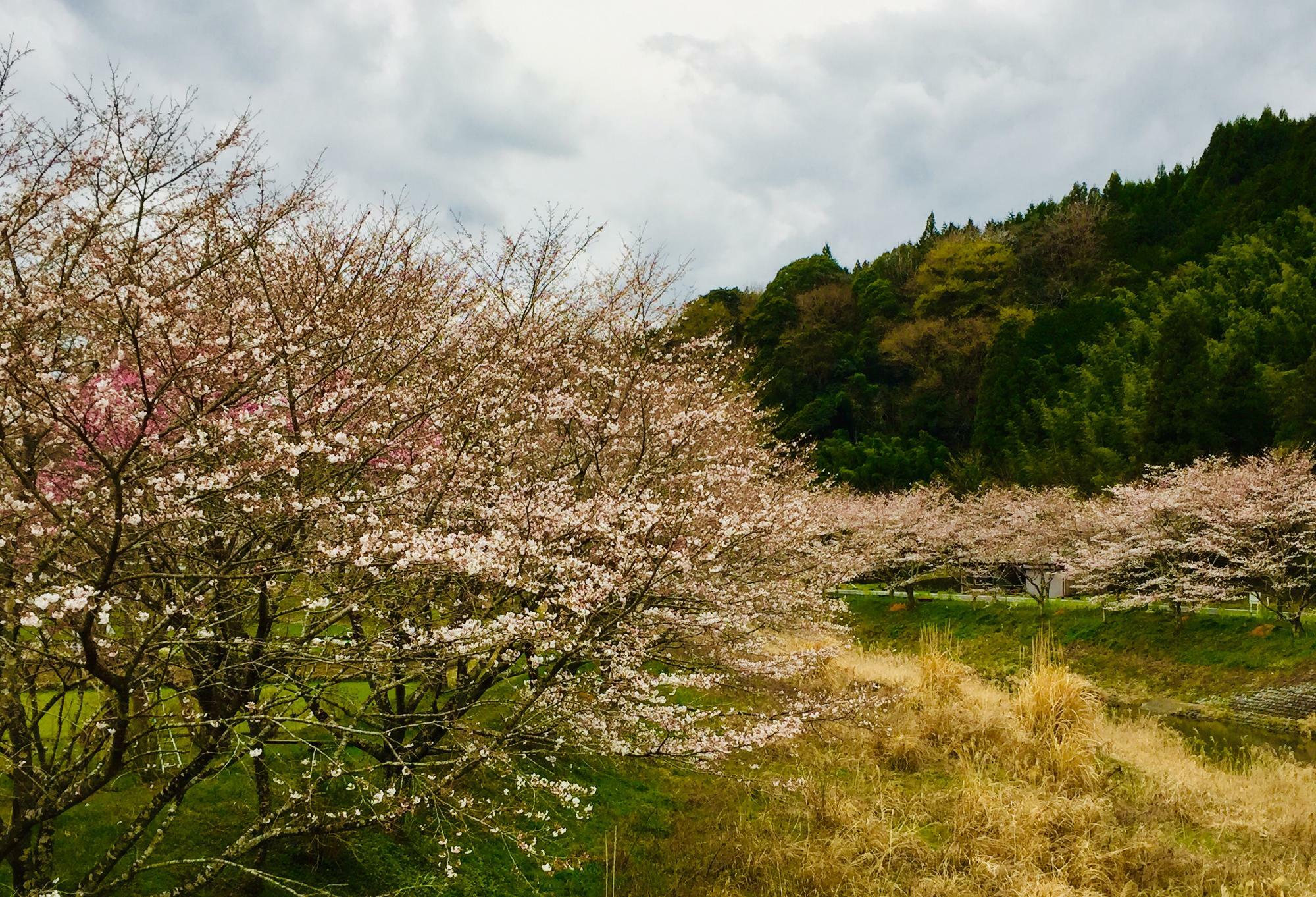 反対側は桜並木になっています。