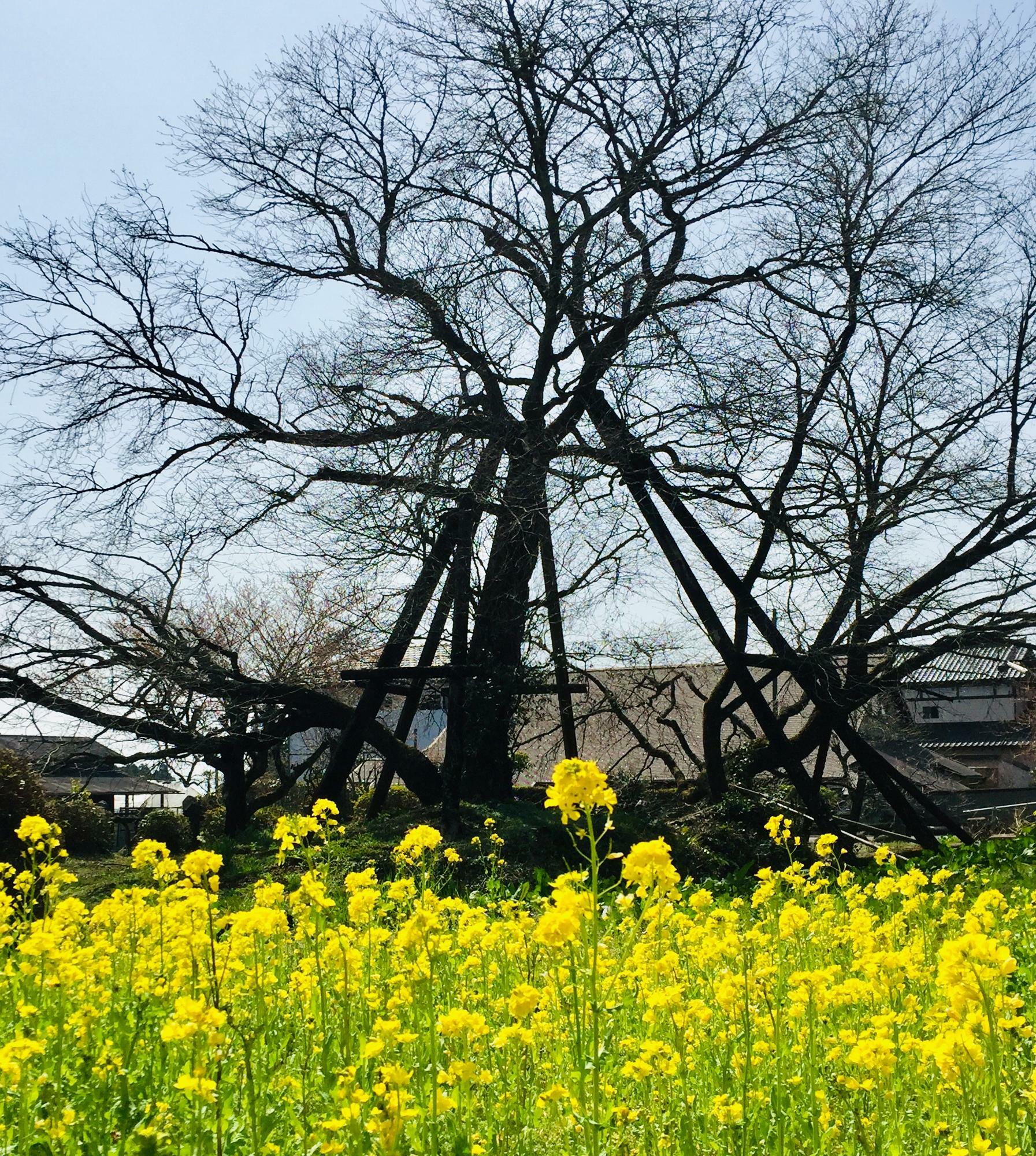 開花にはまだ早いようでした。