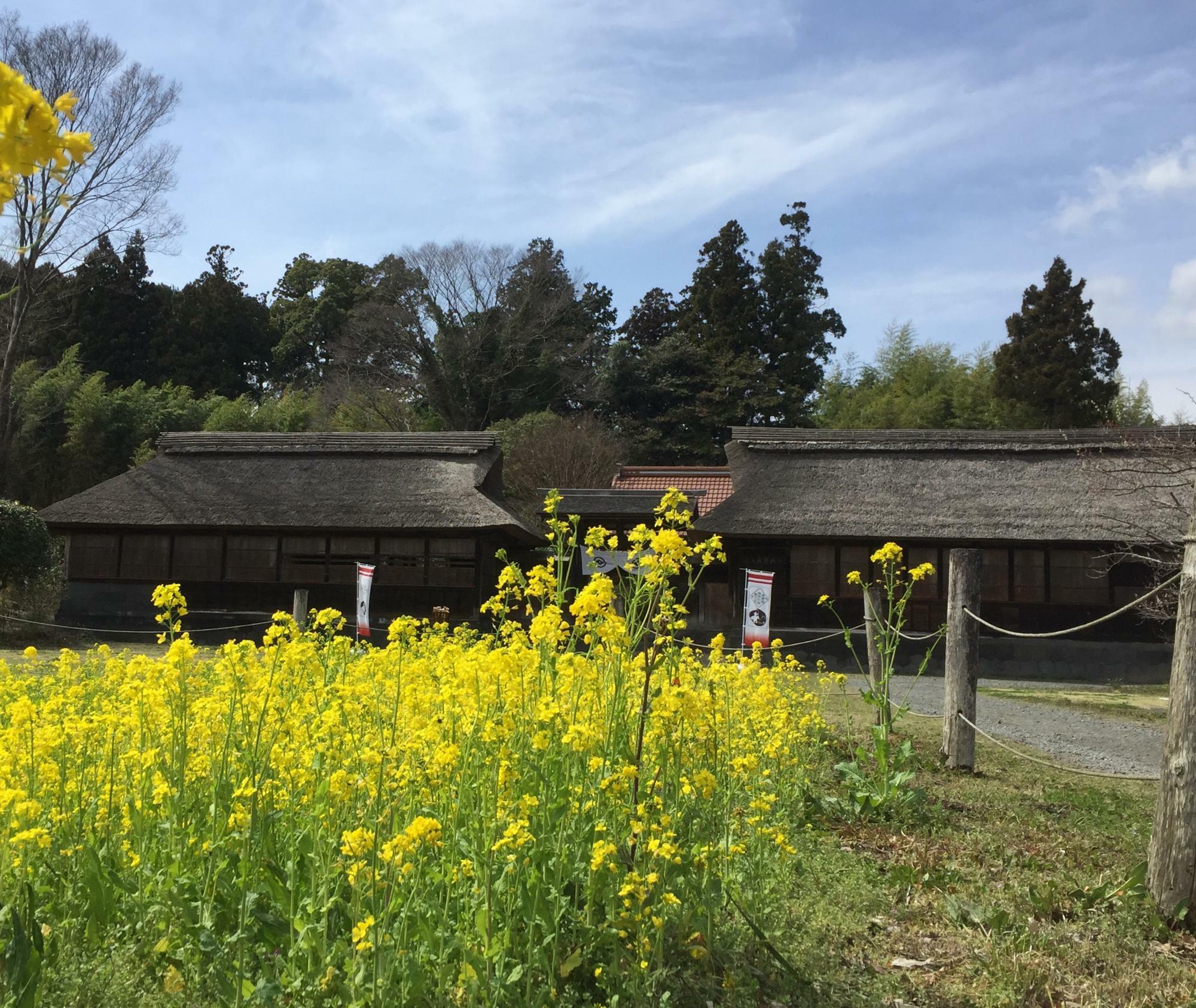 井出家の前は菜の花が咲いています。