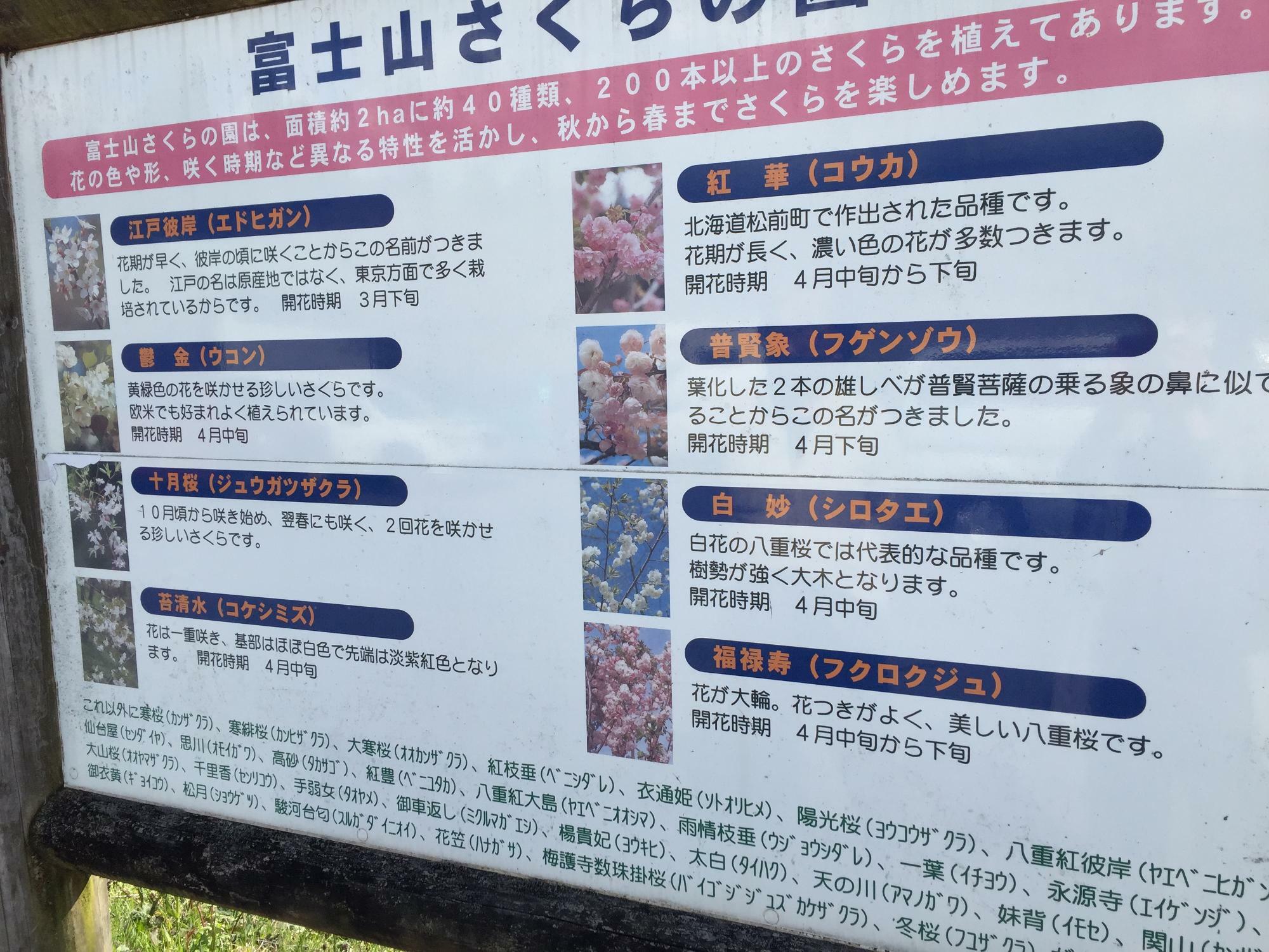 桜の種類が書かれた看板