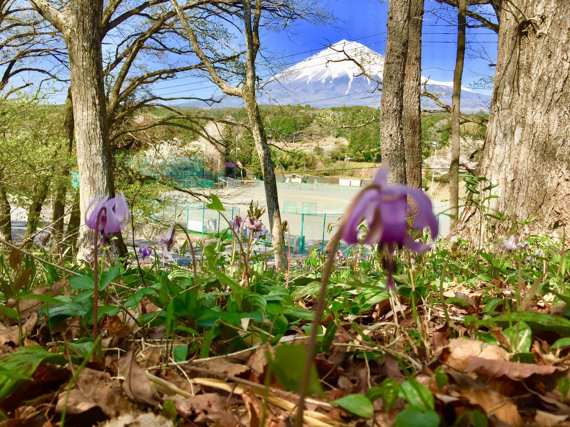 カタクリの花と富士山（私のスマホではこれくらいが限界…）